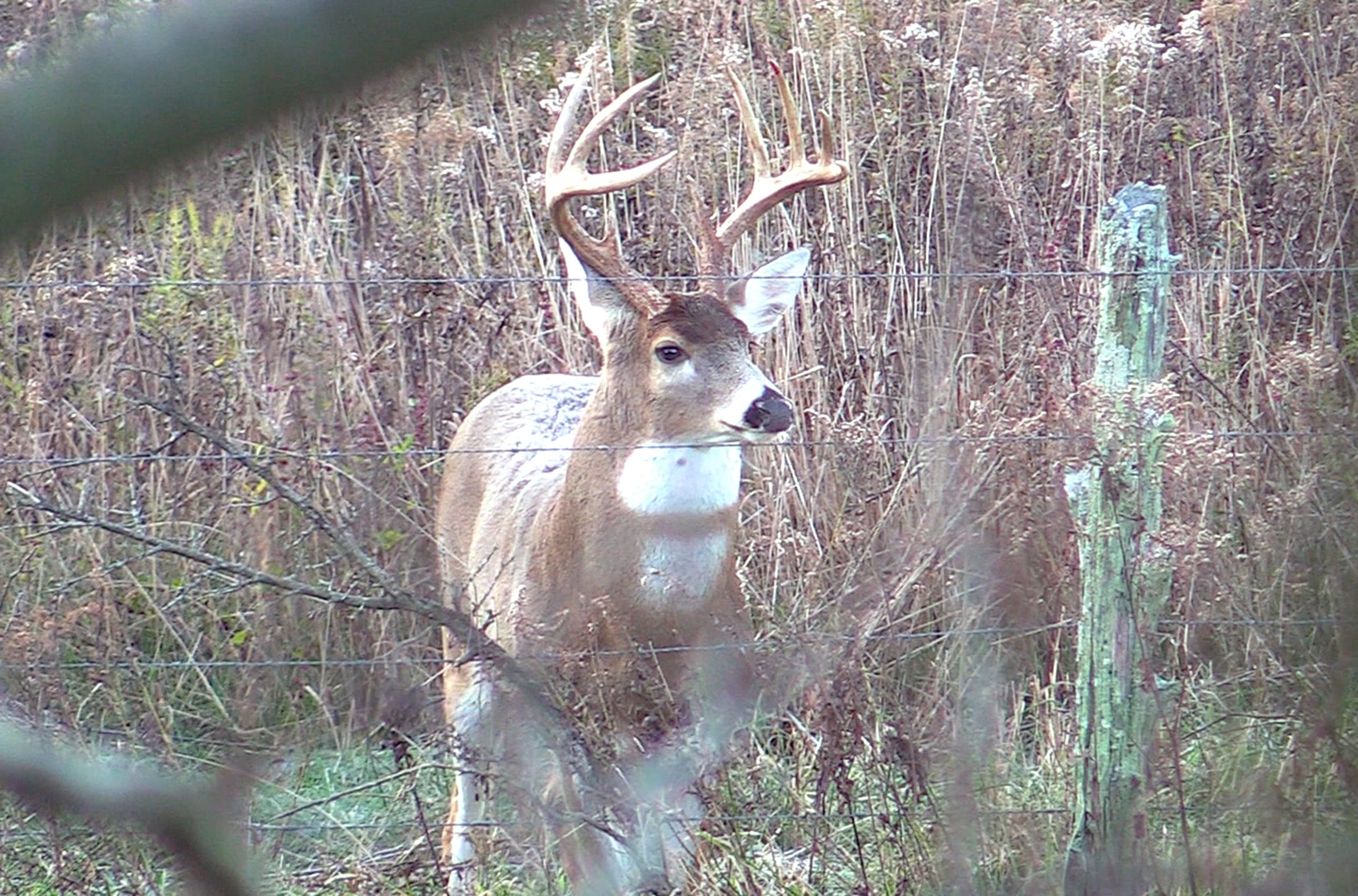 Deer on Hunt Club Land