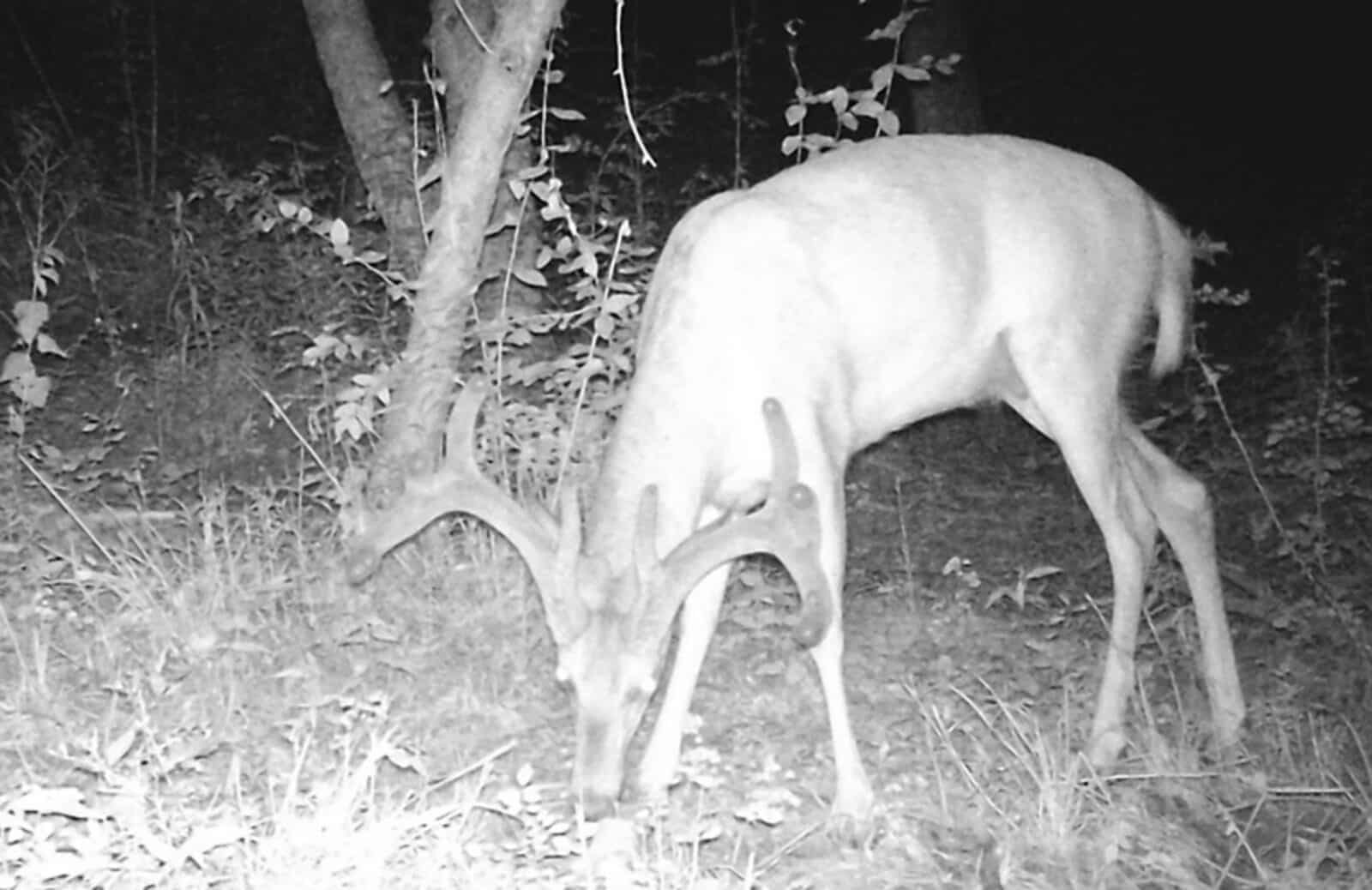 Week 9 Buck Width