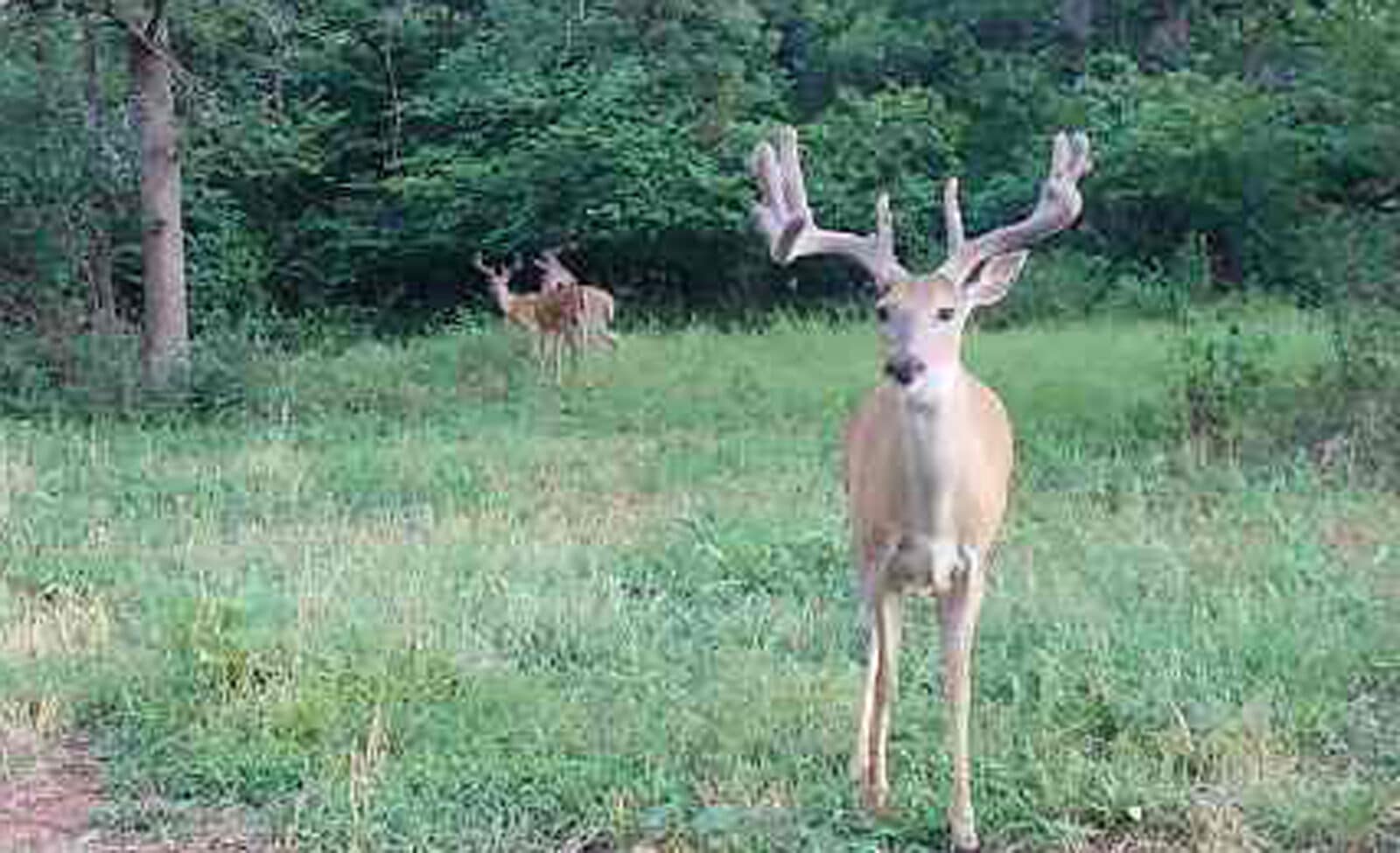 Week 10 Buck Early
