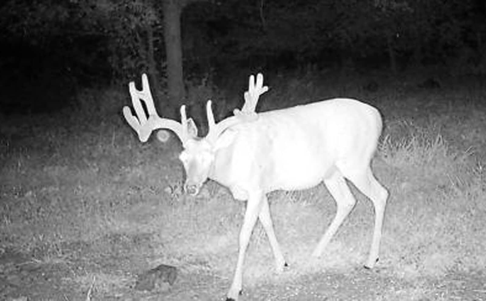 Week 10 Buck Biggest