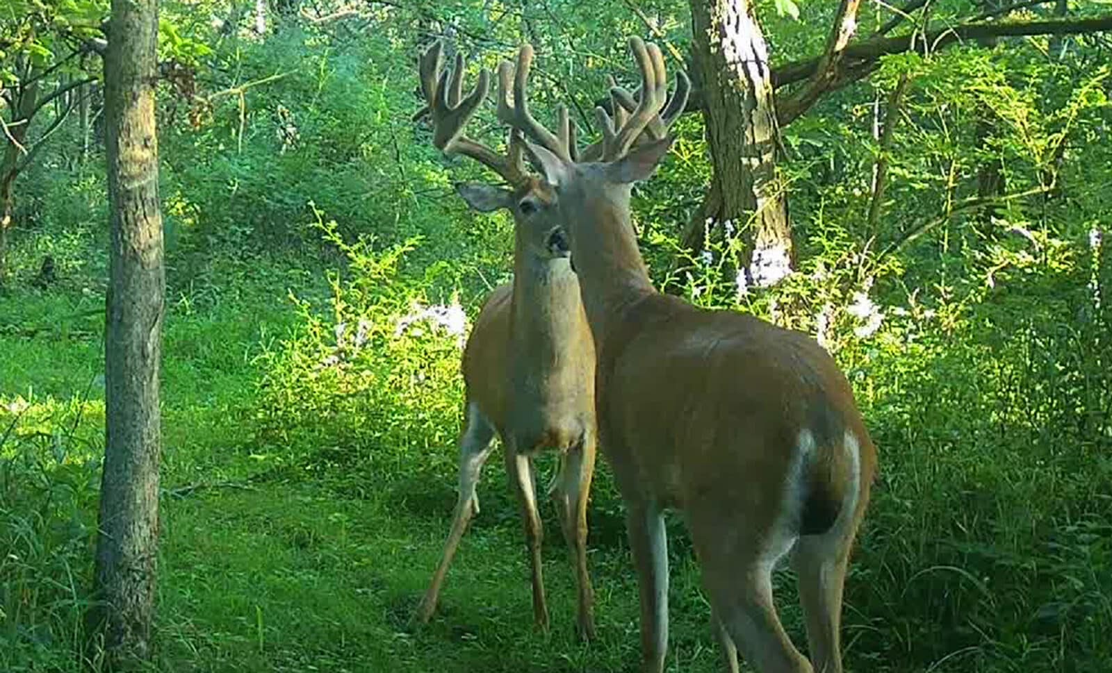 Week5 Buck Standoff