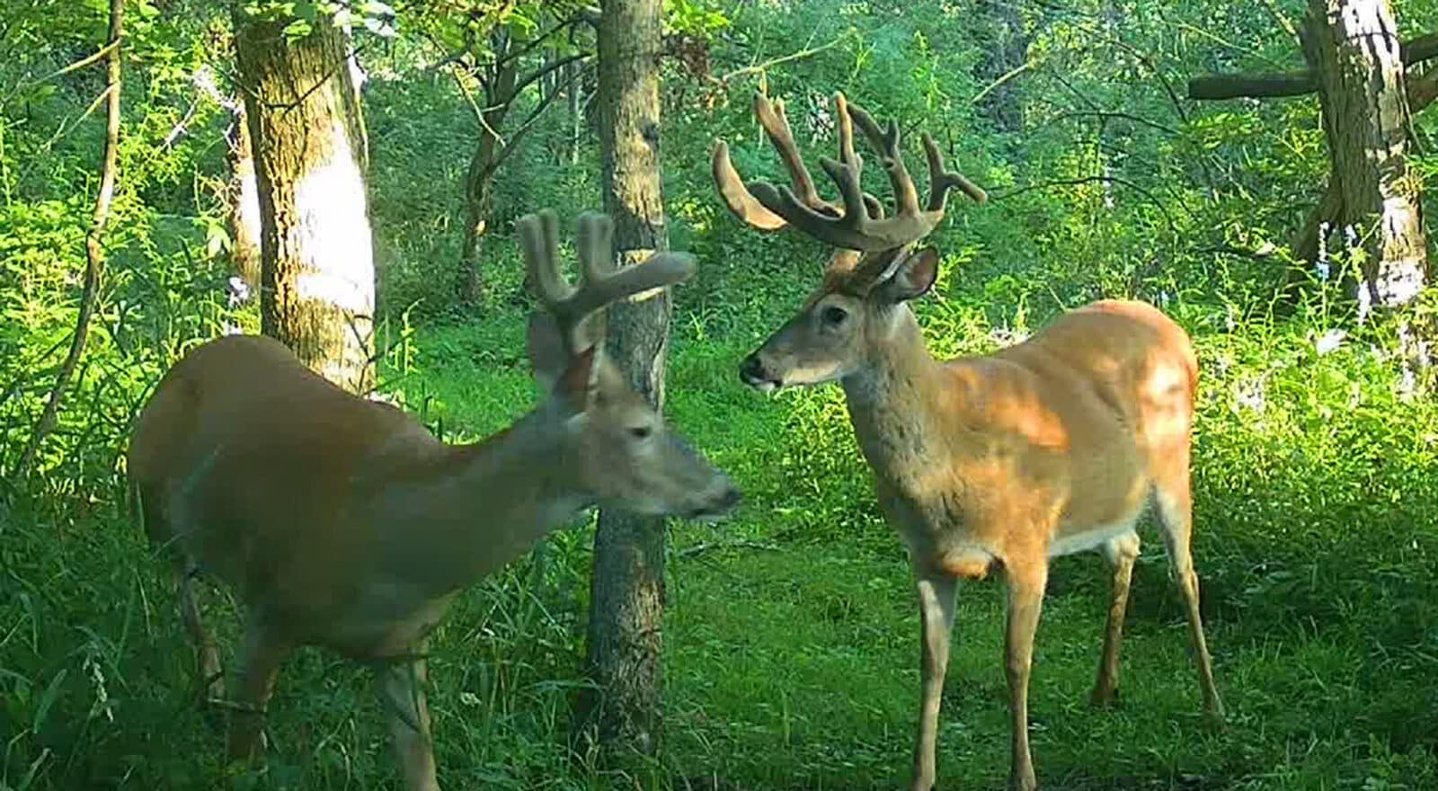 Week5 buck profile