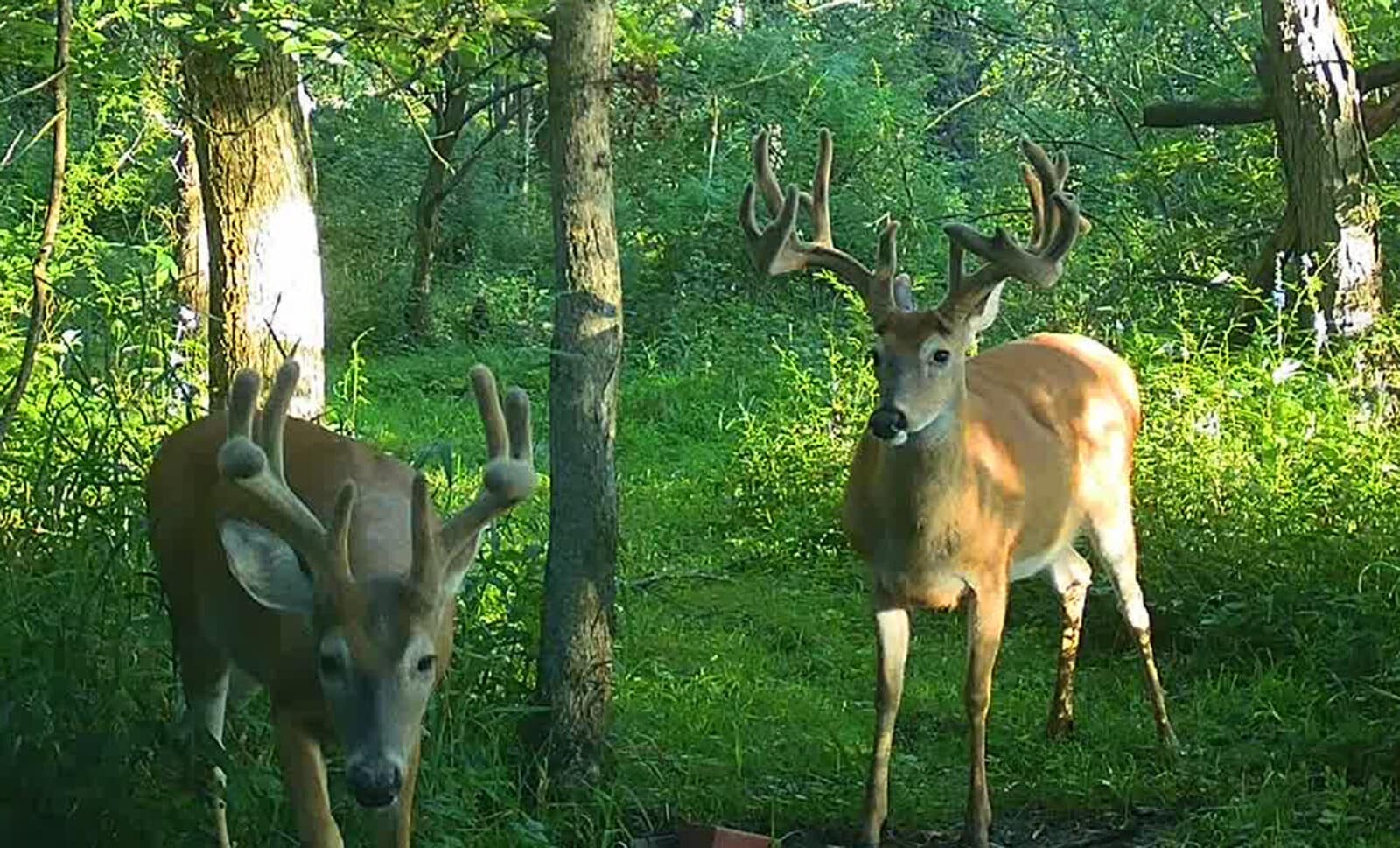 Week 5 Buck with Buddy