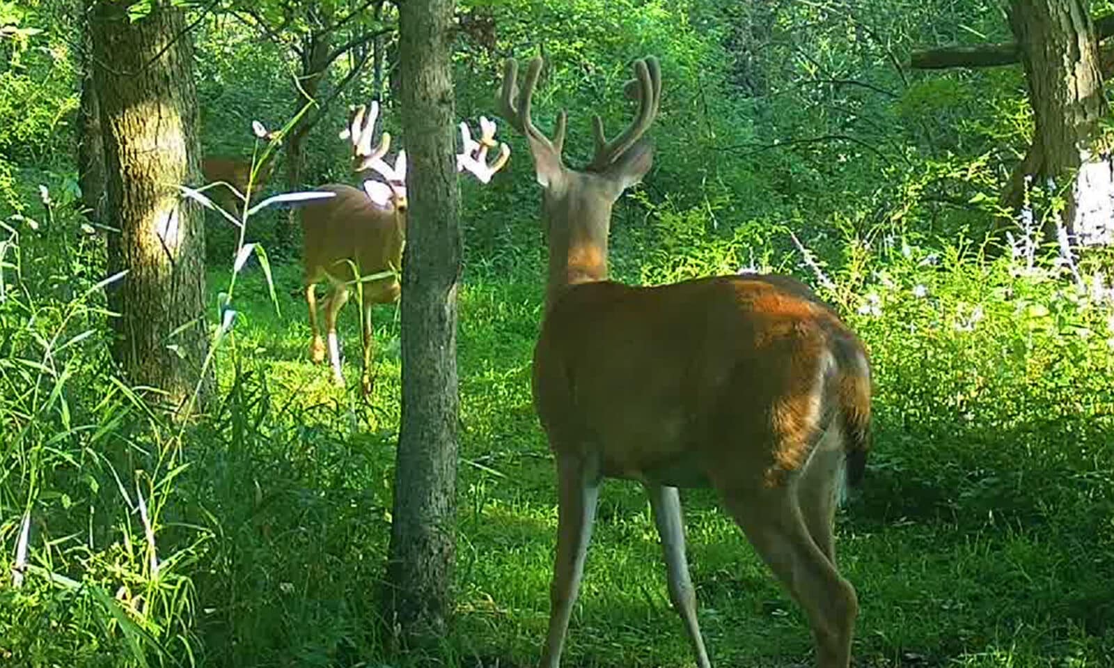 Week5 Buck On Way In
