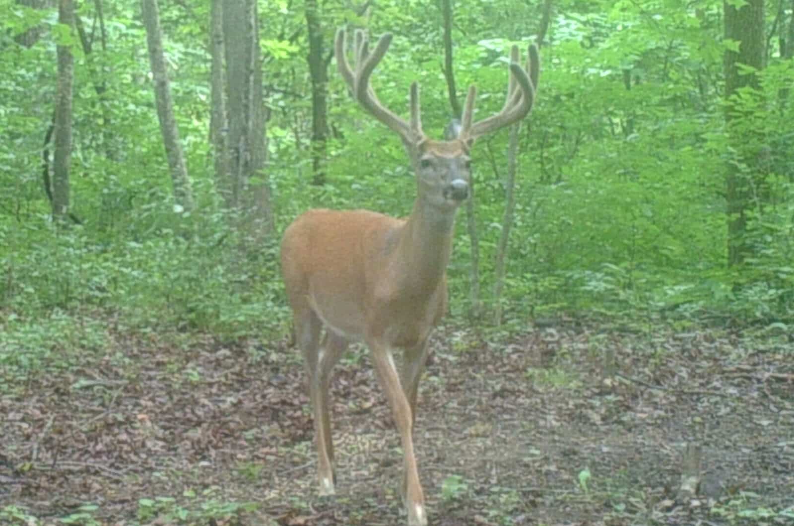 Week 6 buck Head On
