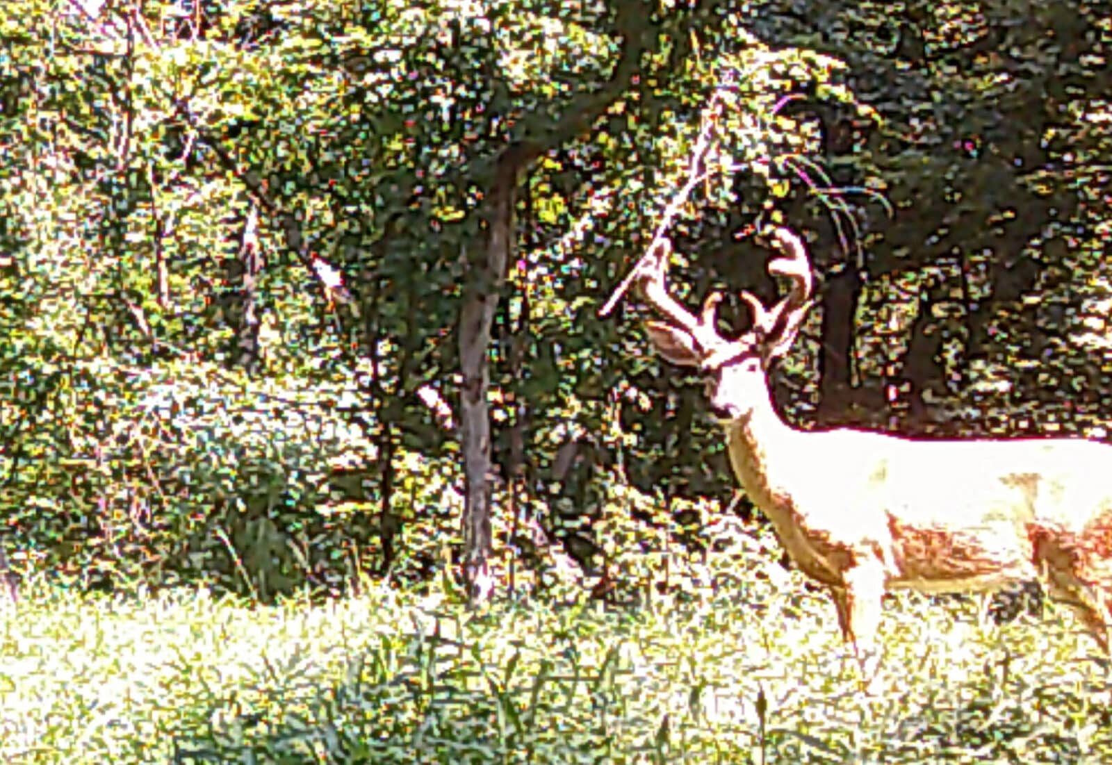 Week6 Buck Sunlight