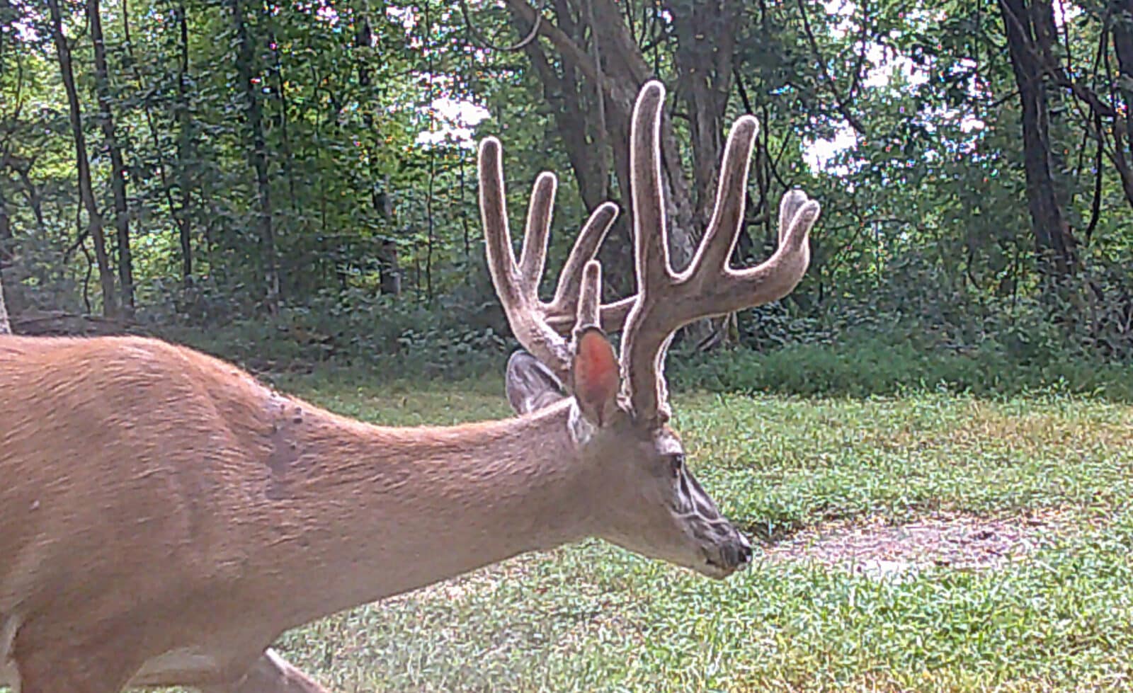 Week 2 Buck Close