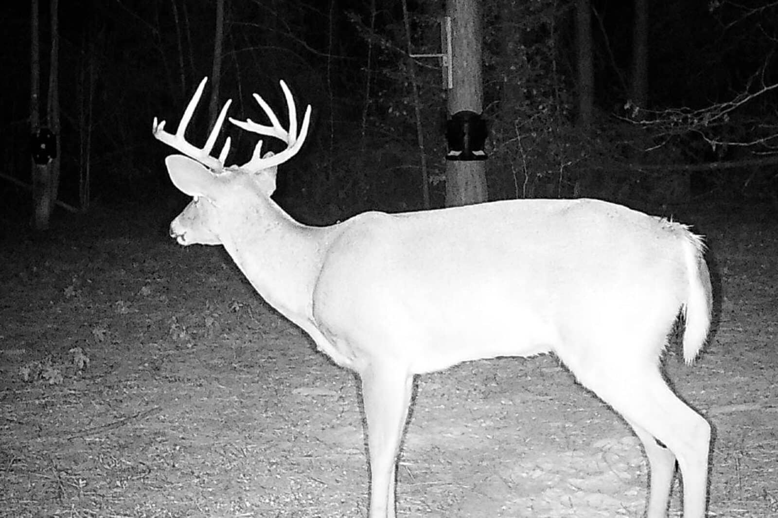 Week7 Buck 2021