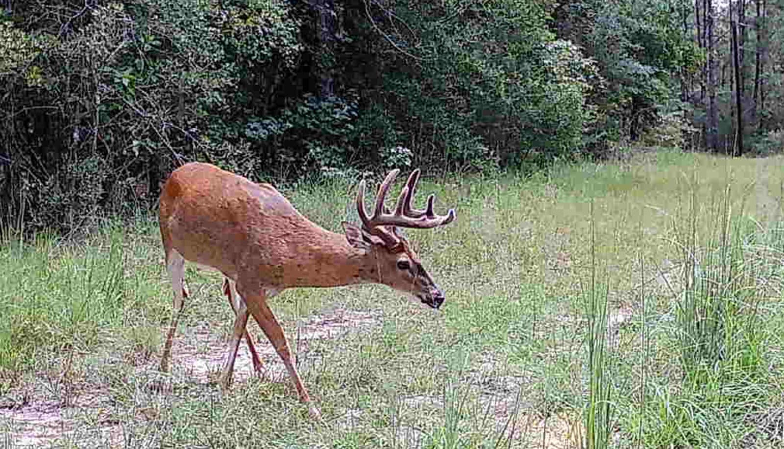 LA buck profile