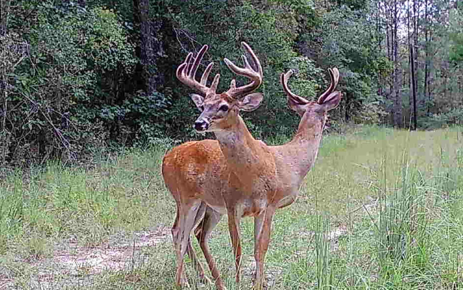 Pair of LA bucks