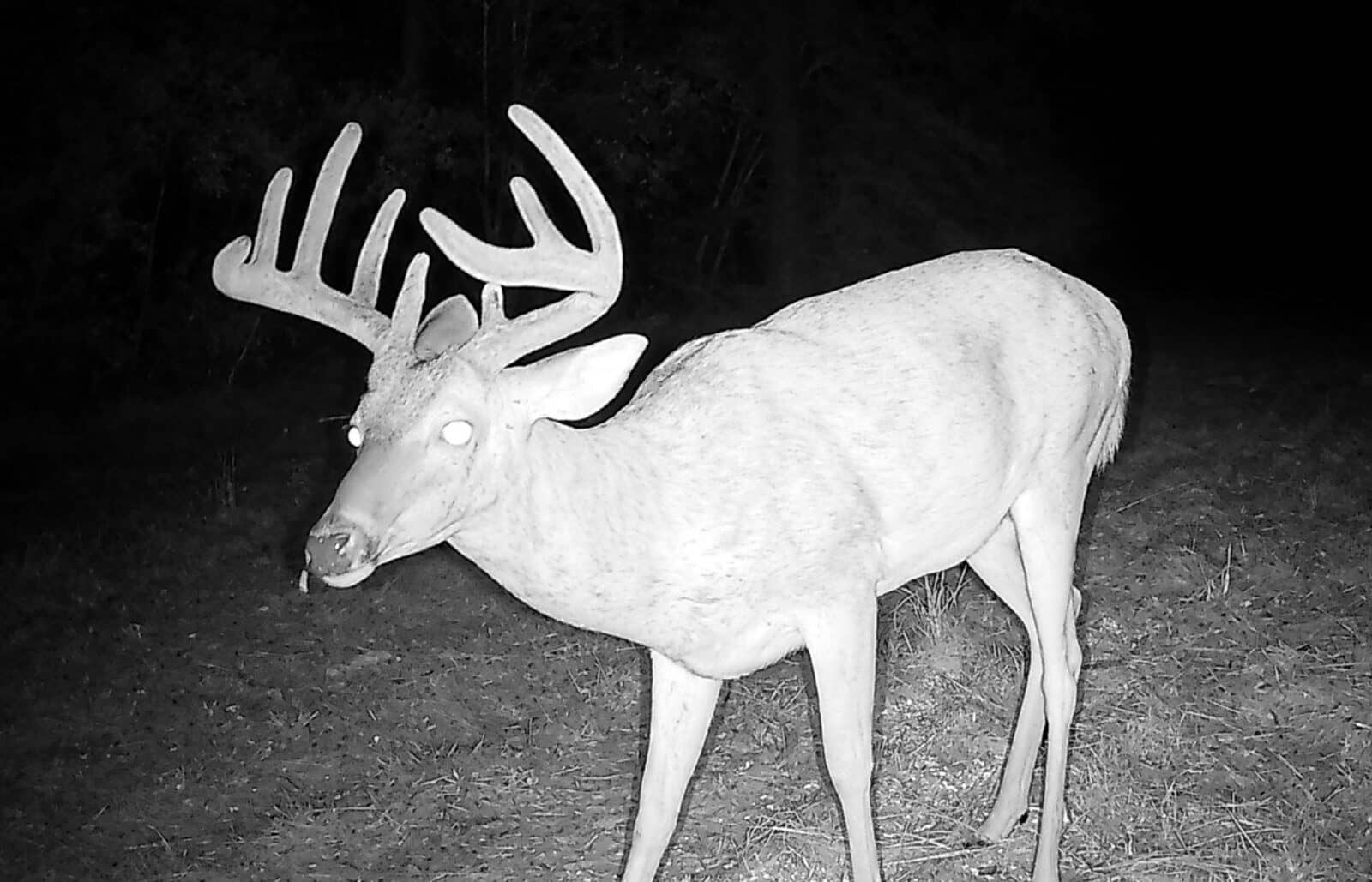 LA Piney Woods Buck