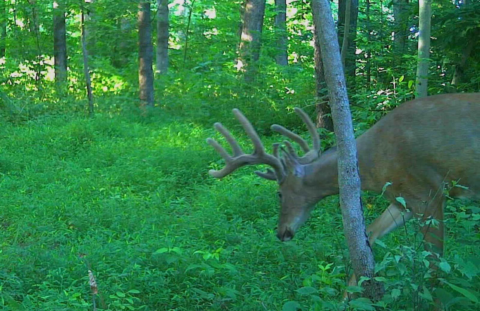 Week8 Buck Closeup
