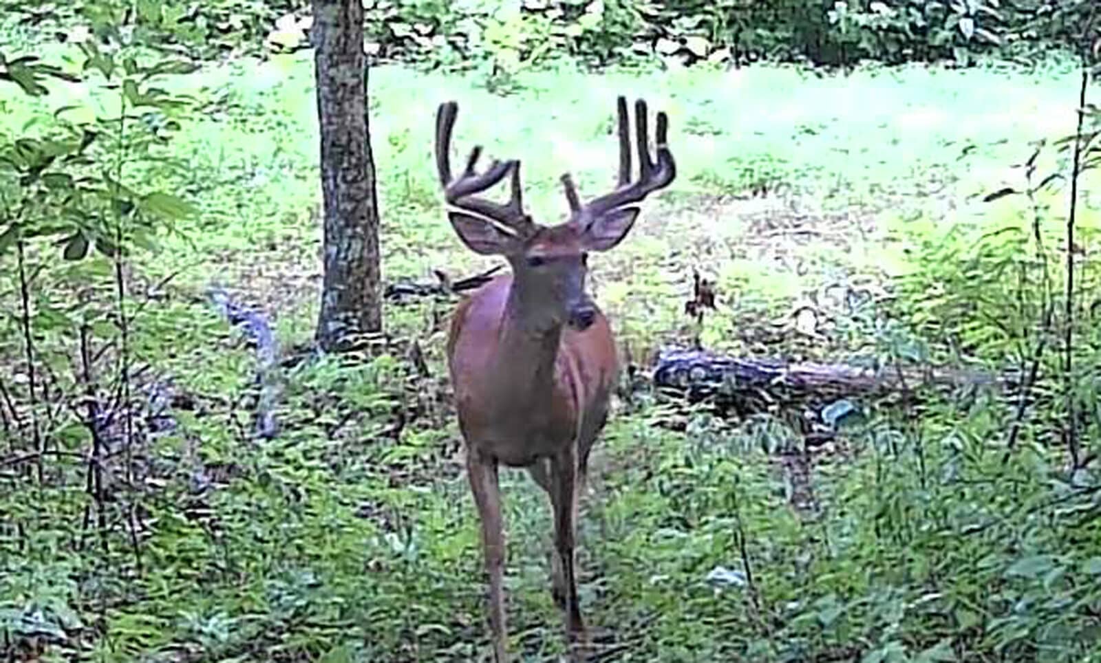 Week8 Buck Frontal