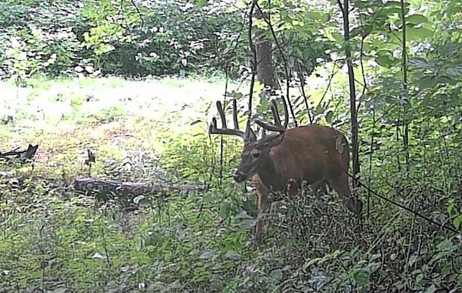 Week8 Hit List Buck Profile