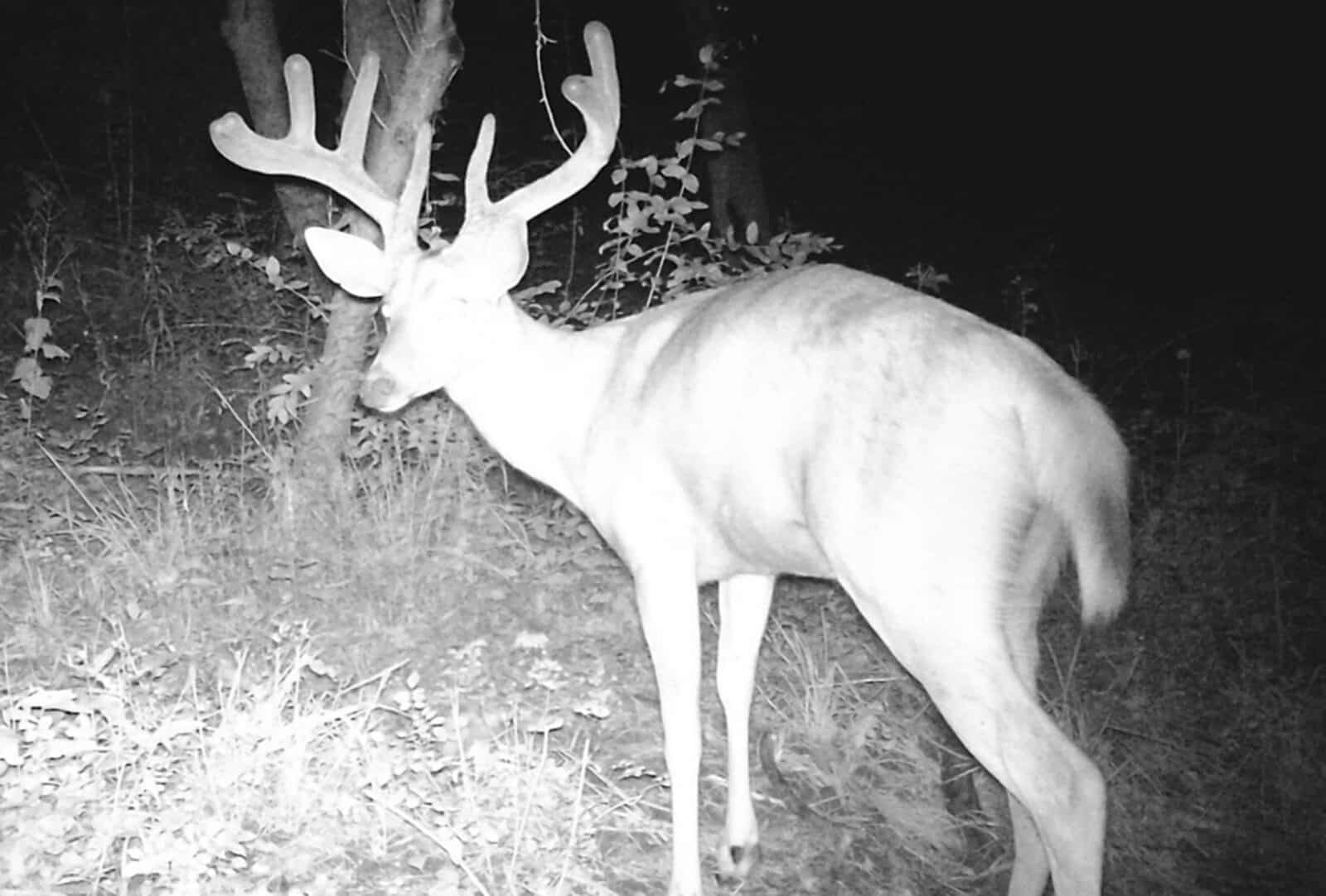 Week 9 Buck Profile