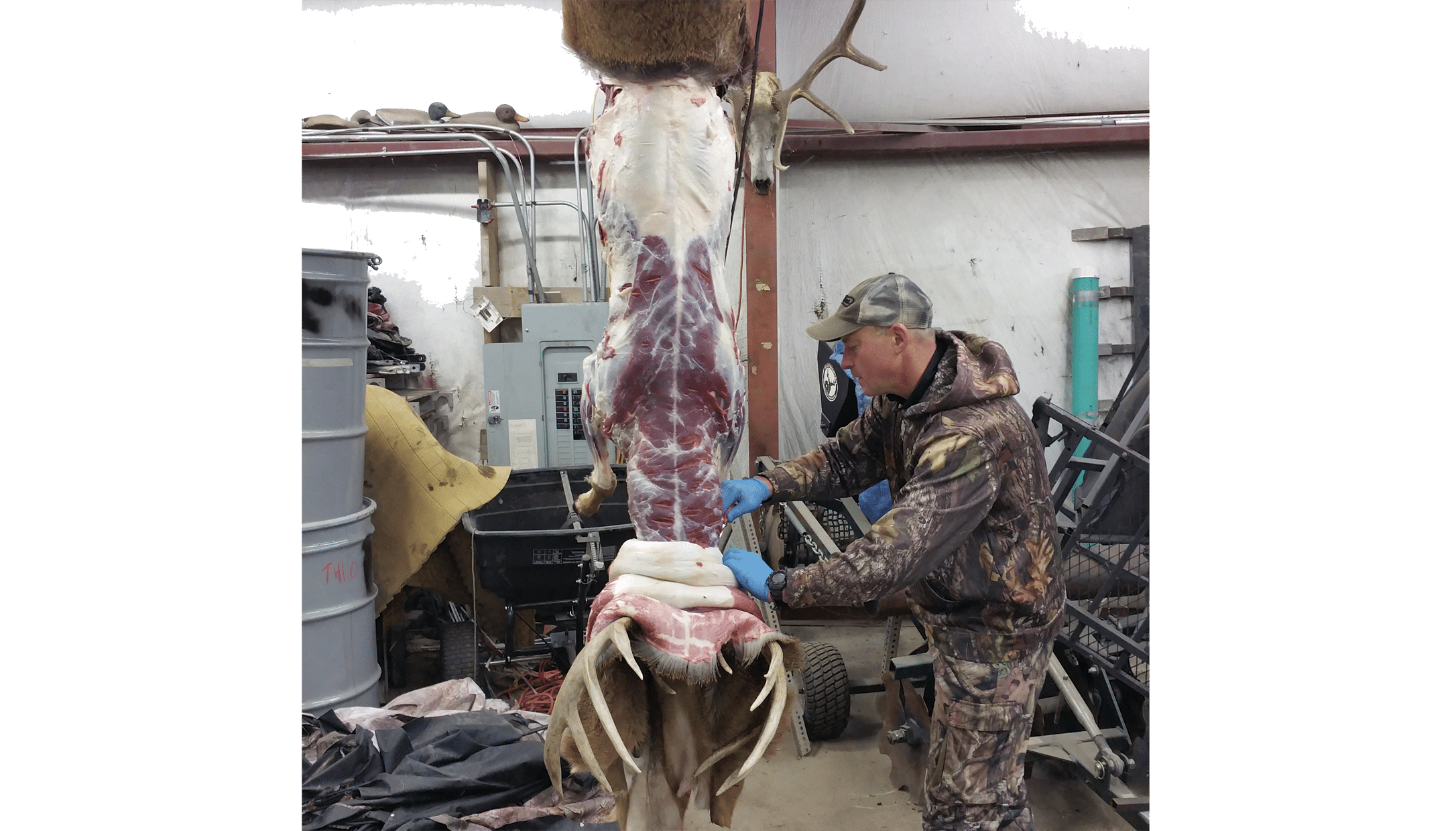 Skinning a deer