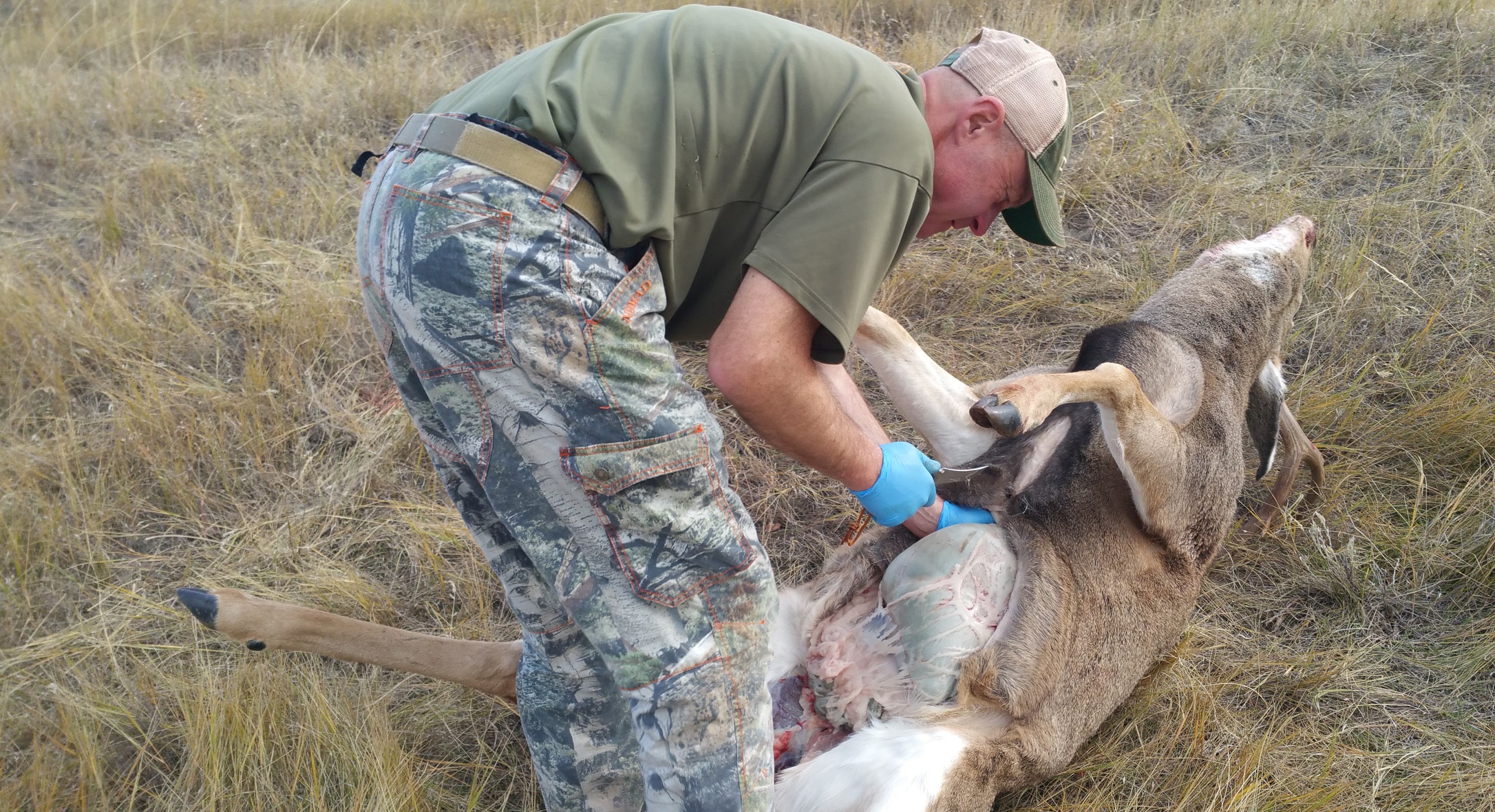Field-dressing a deer