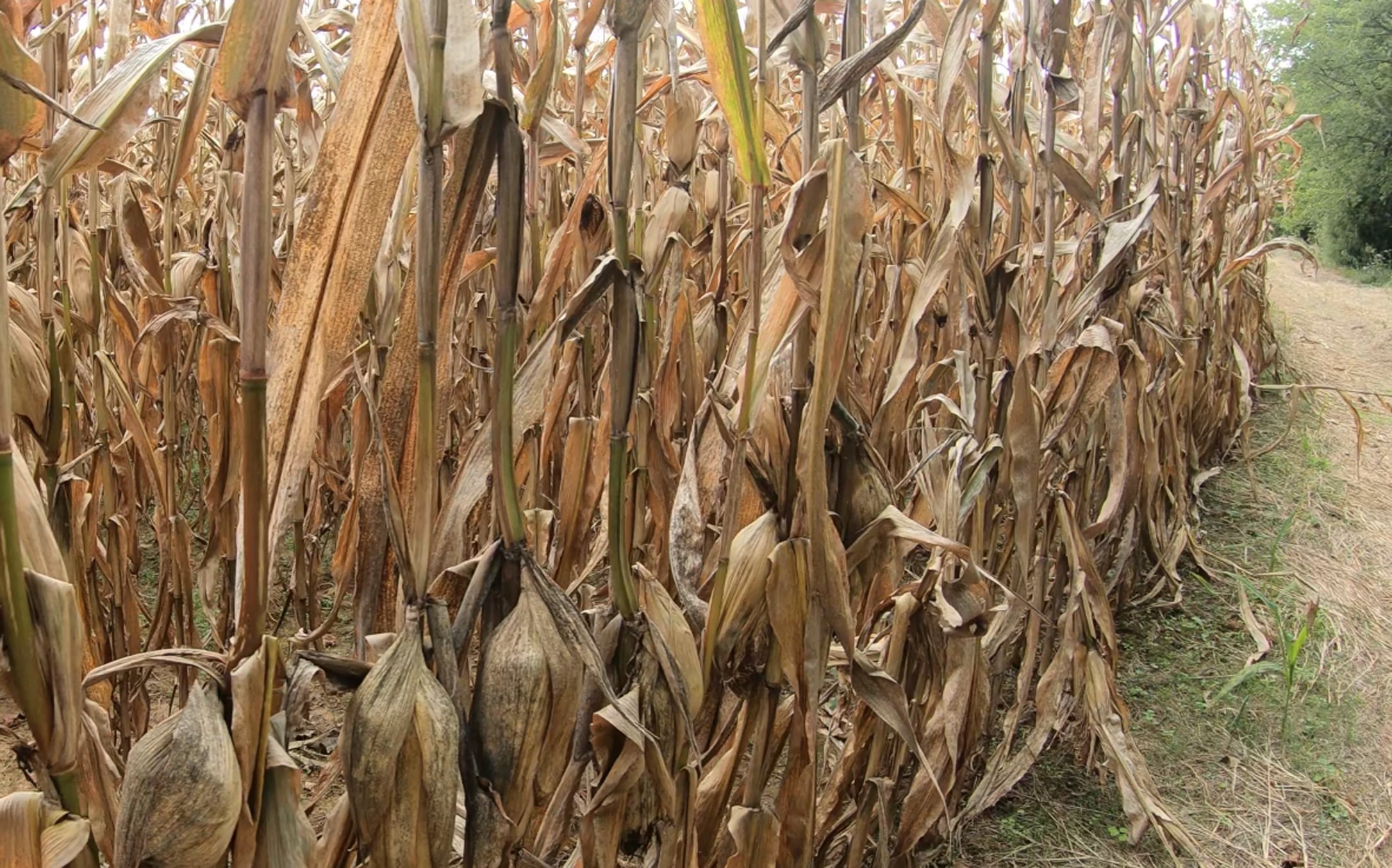 Pre-rut Corn
