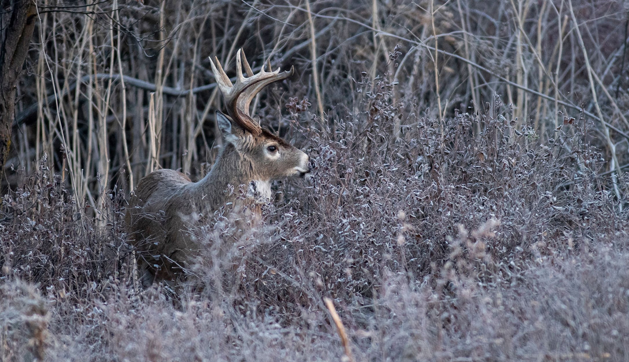 Pre Rut Buck Moving