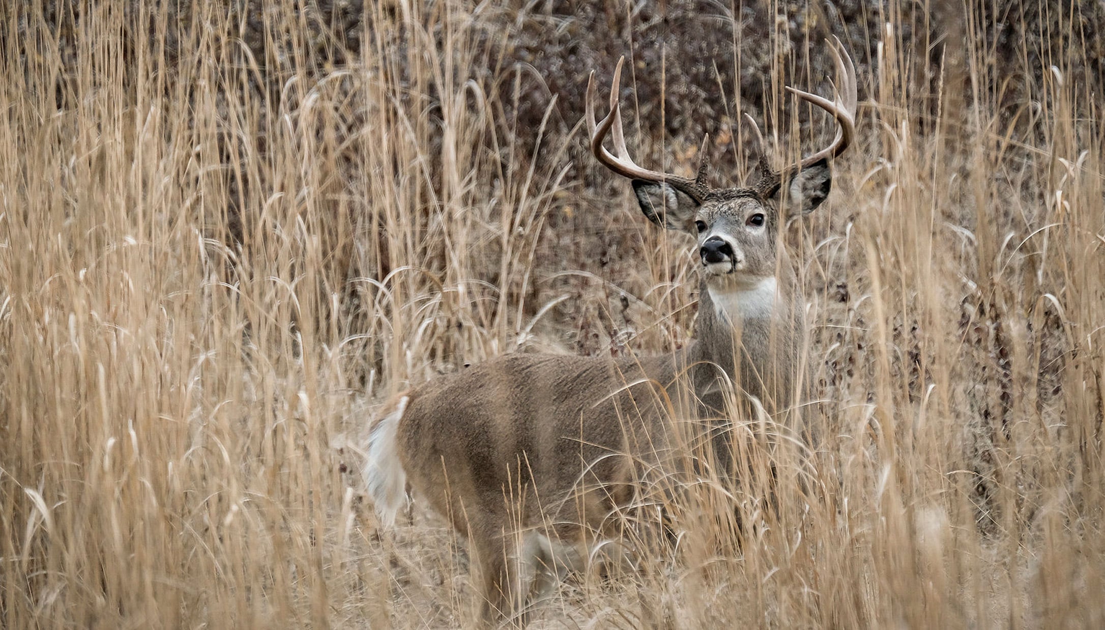 Pre Rut Monster buck