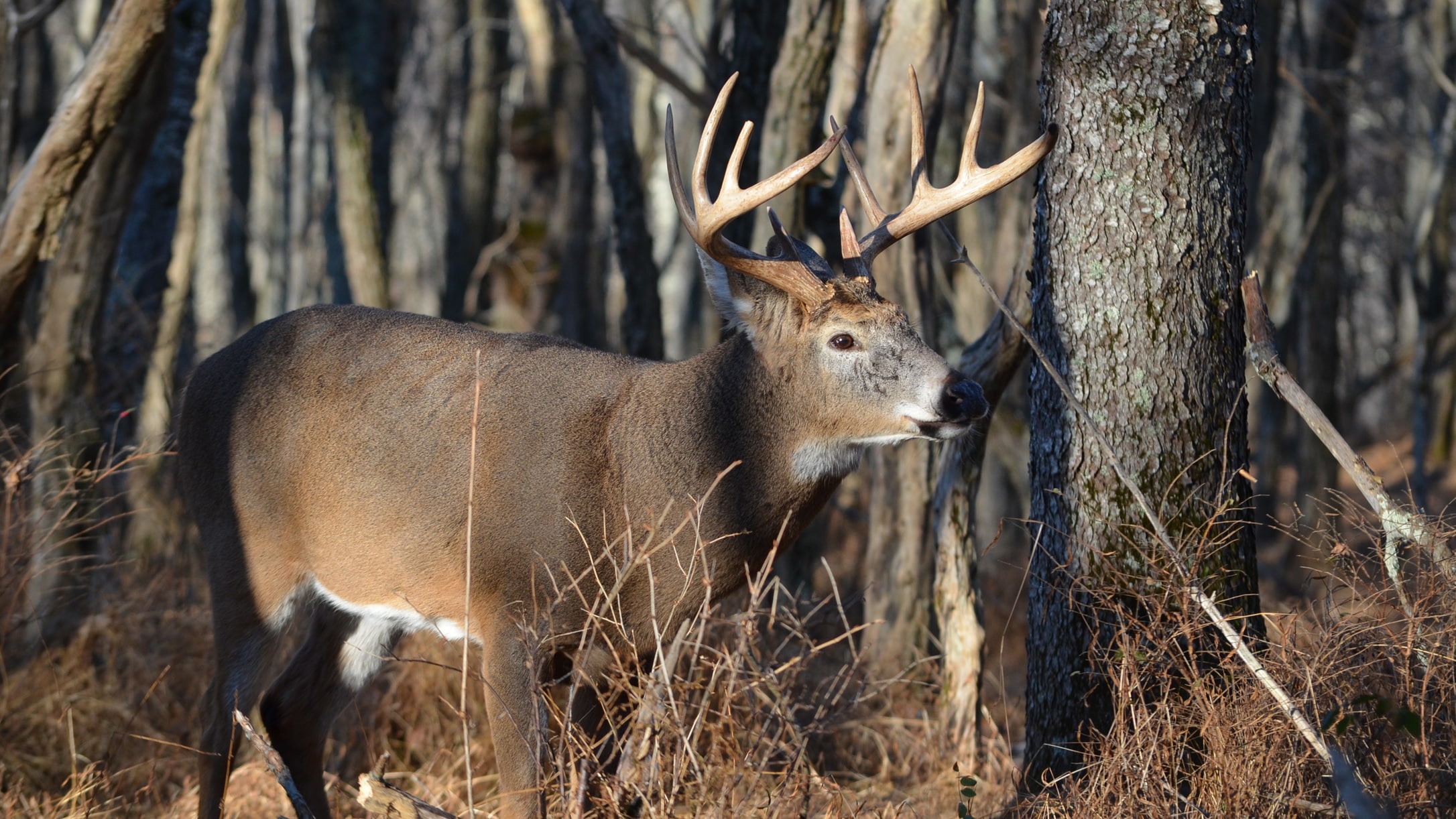 Pre Rut single buck