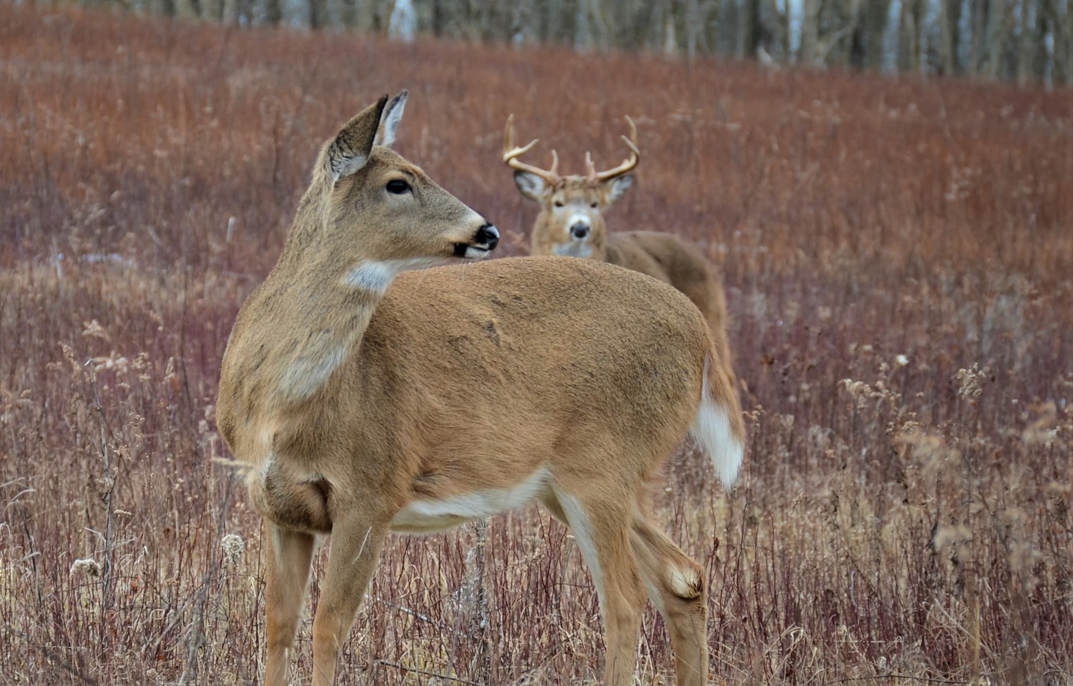 Buck On Doe