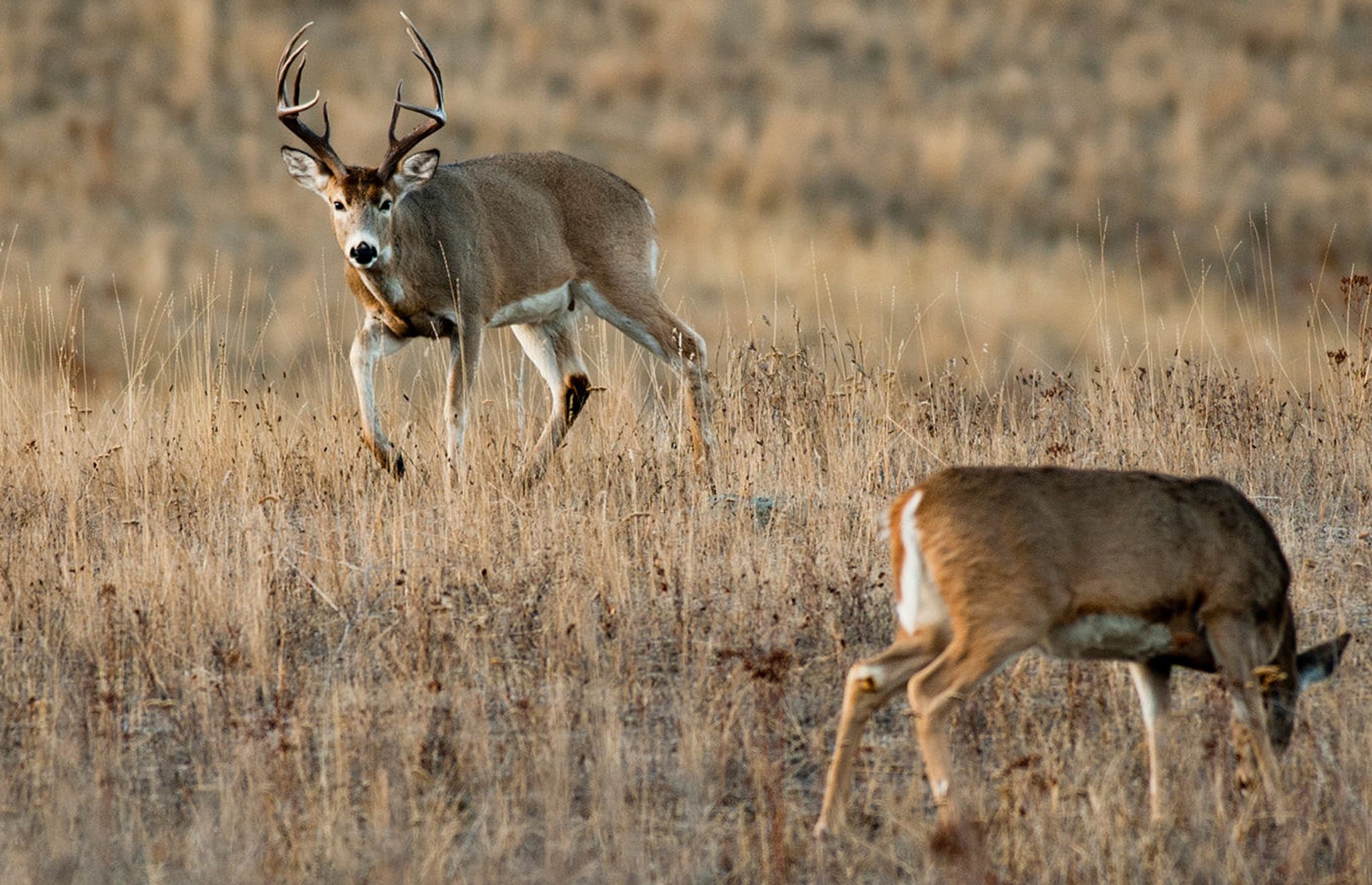 Buck In Rut Frontal