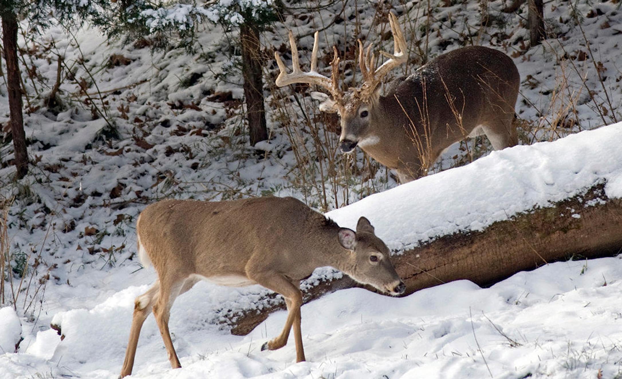 Rutting Buck in Snow
