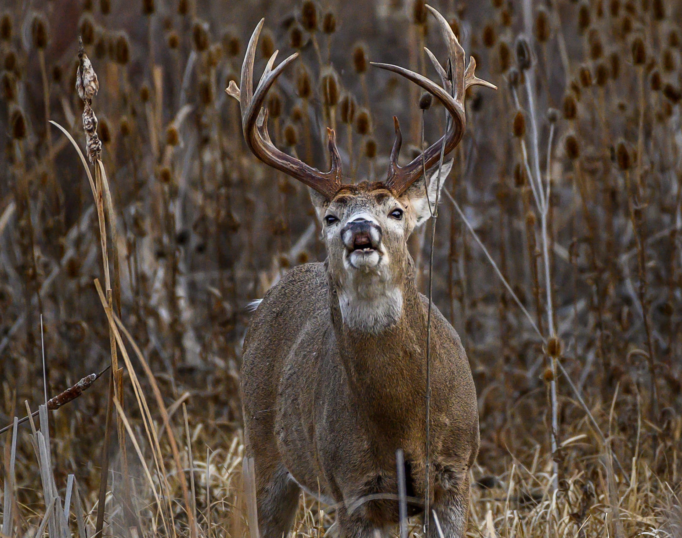 Buck scent checking