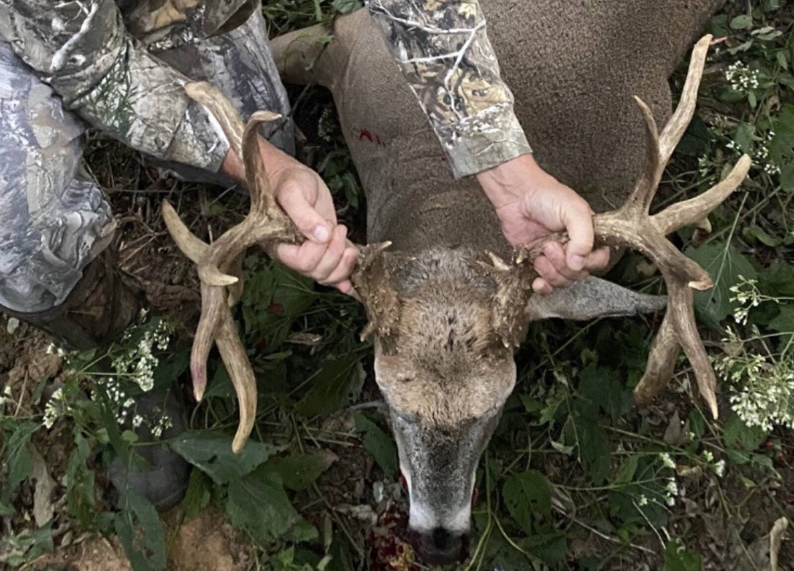 200 Plus Buck Antlers