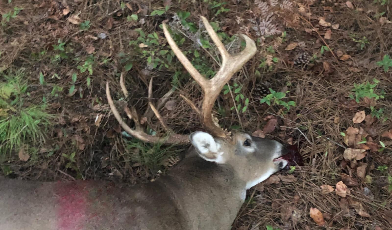 Week5 Buck side
