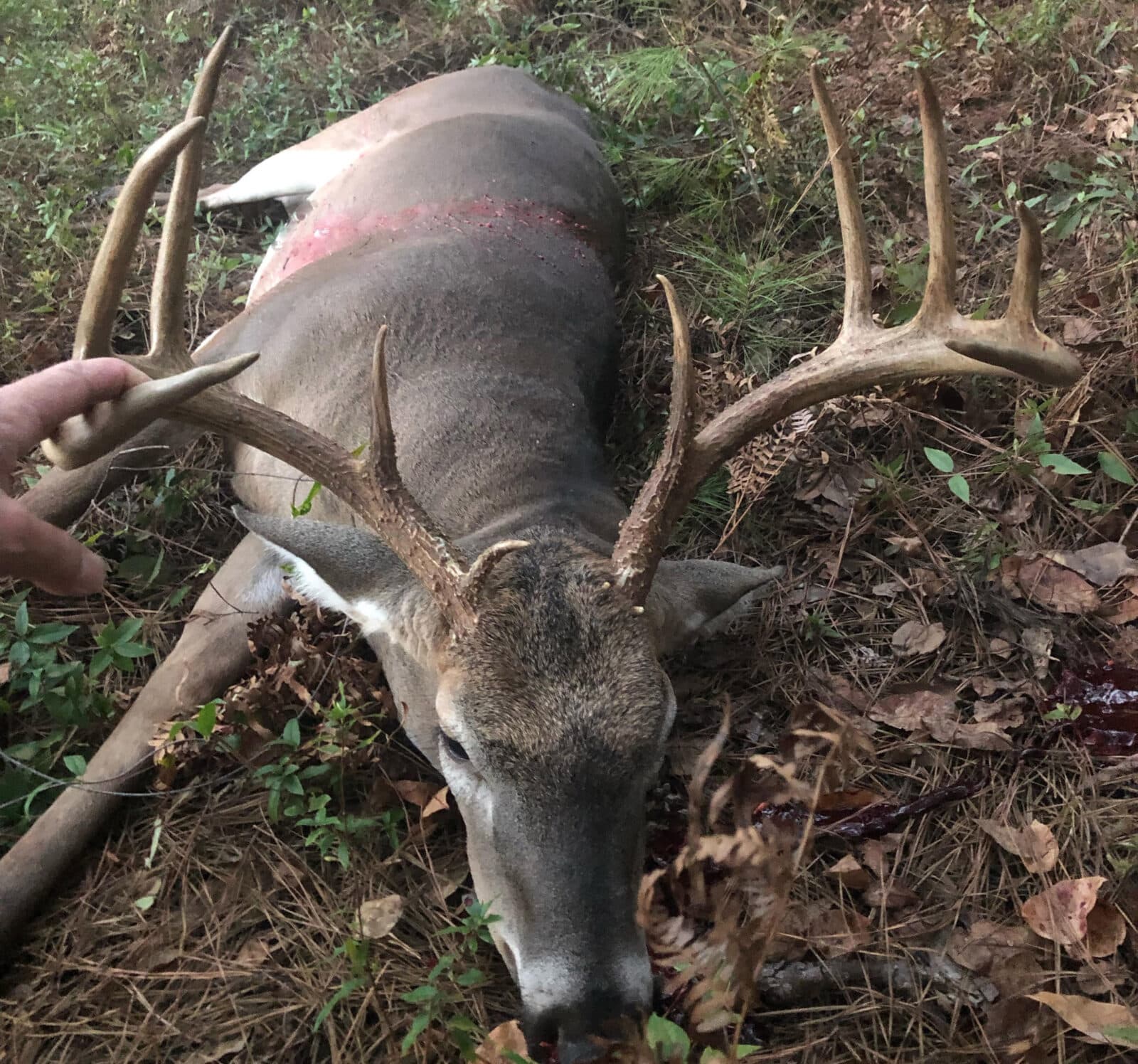 Week 5 Buck propped