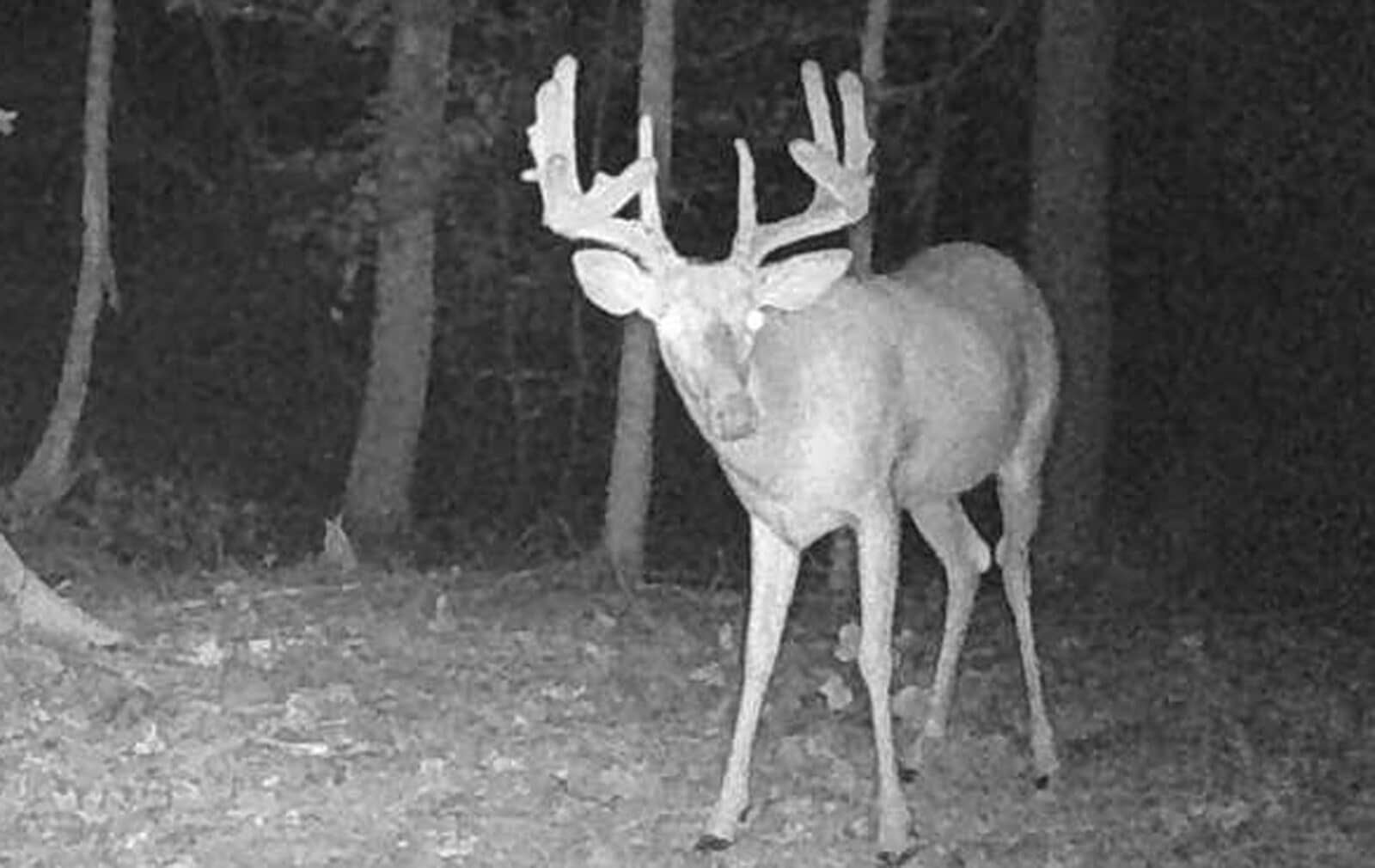 Giant buck trail cam