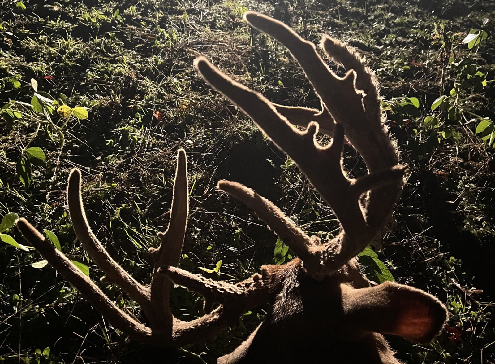 Giant buck sunlight