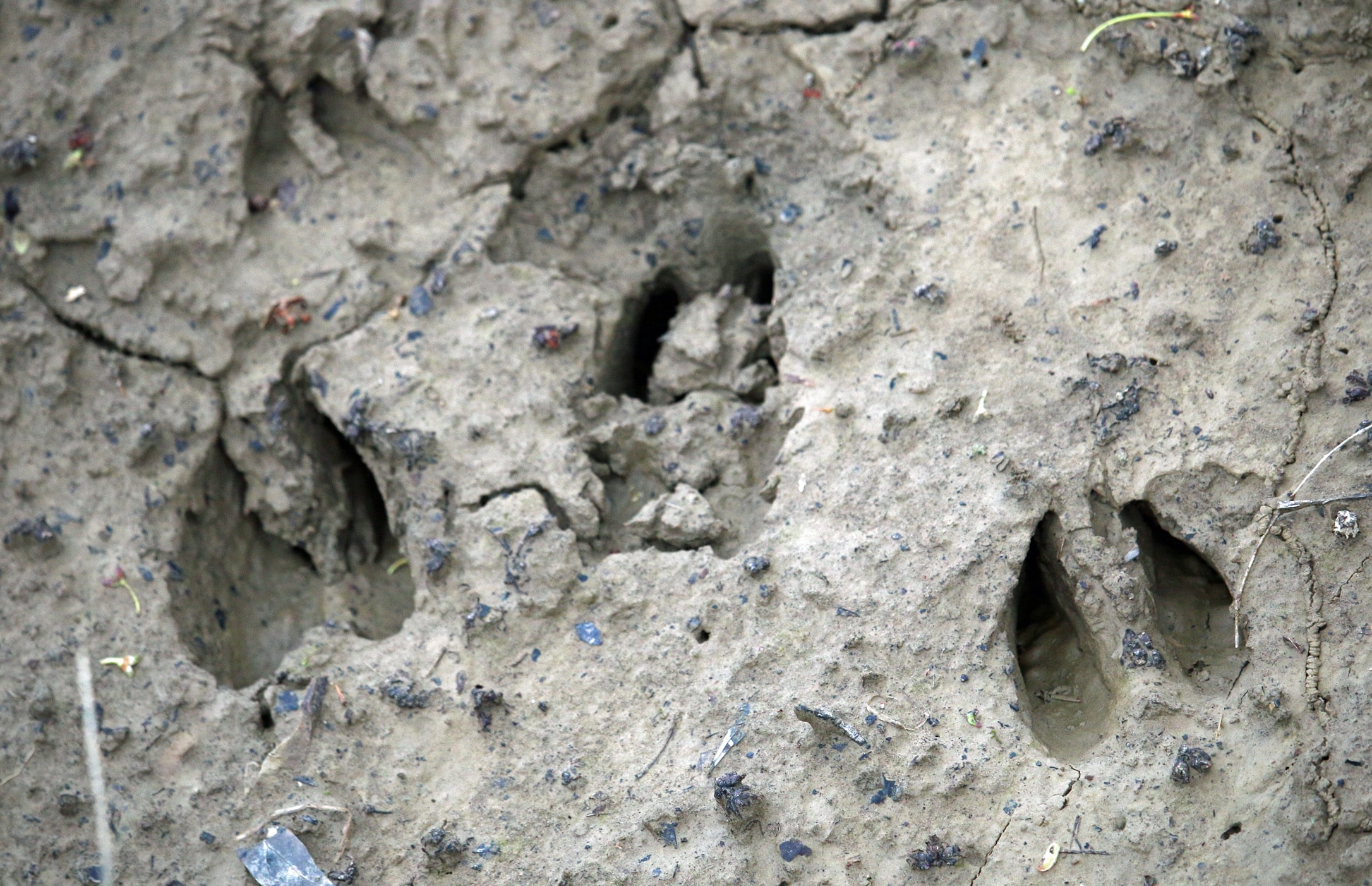 Deer Tracks