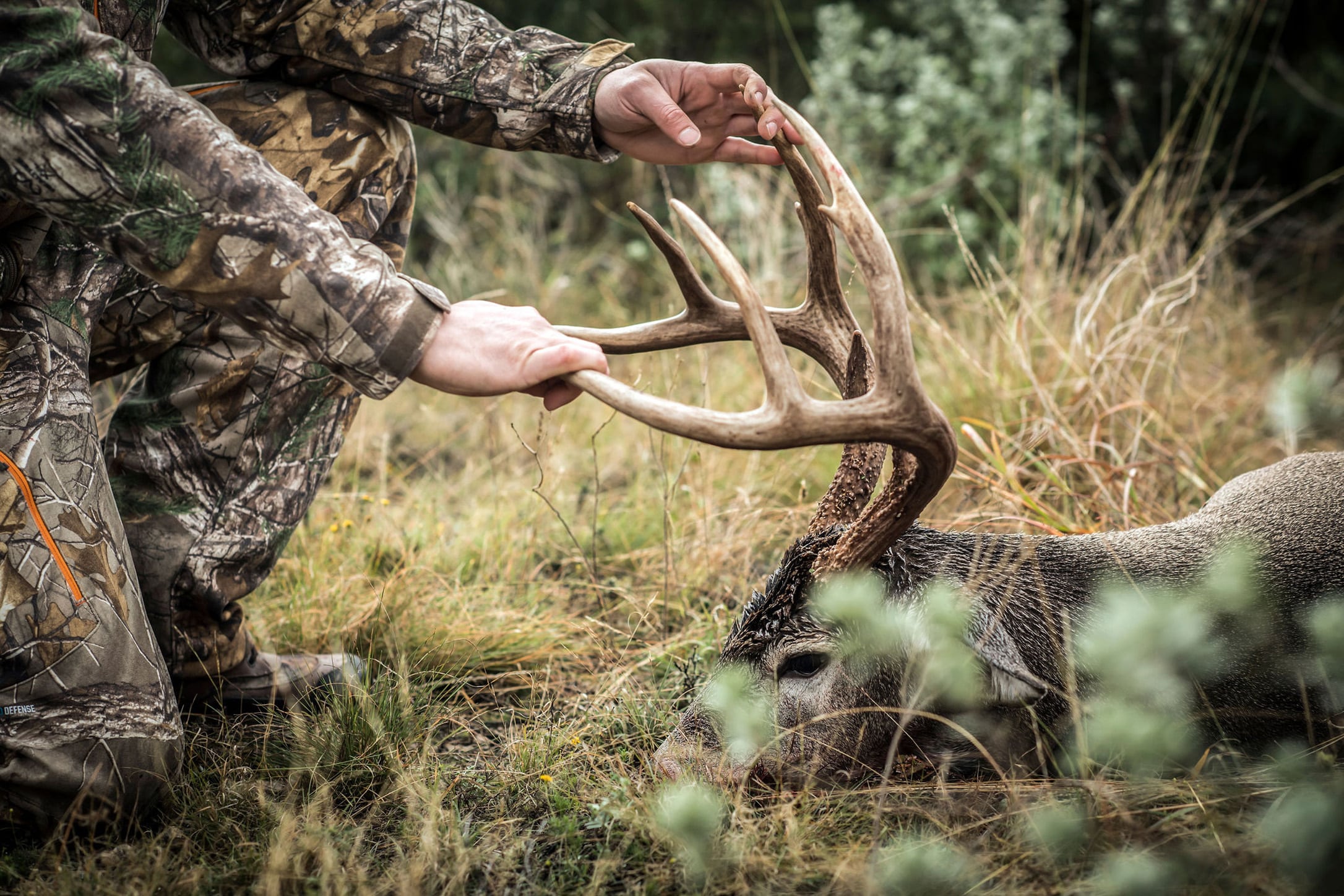 Trophy Buck Down