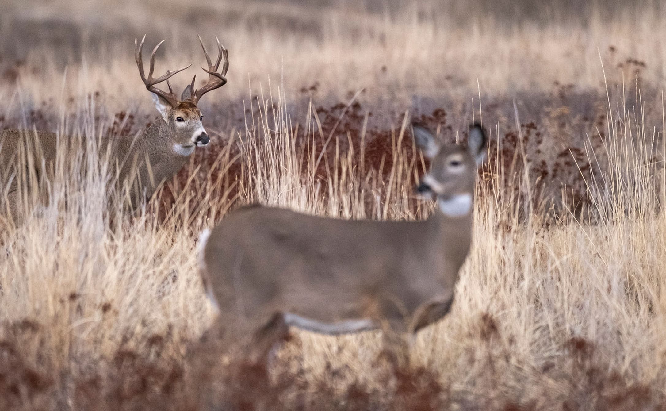 Trophy Buck w/Doe