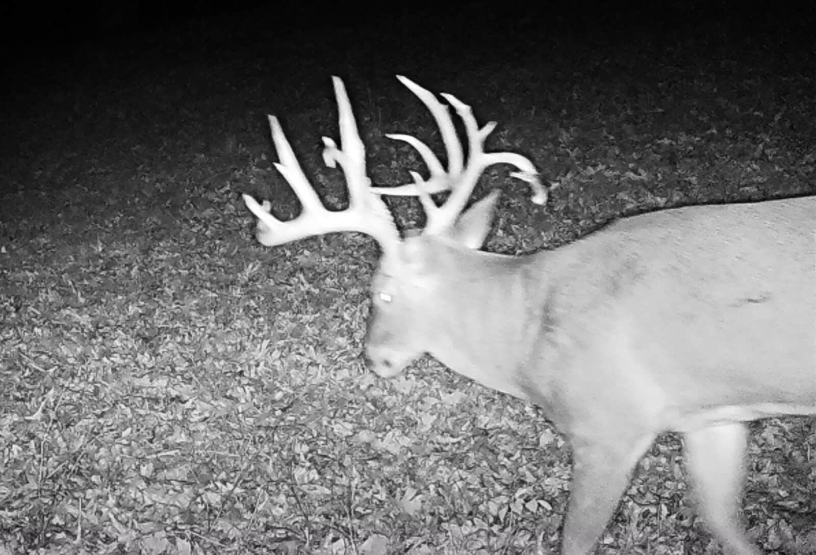 Week10 trail cam