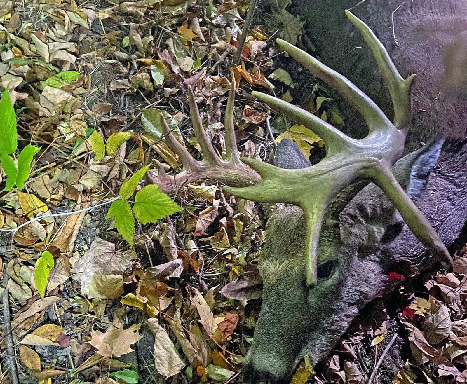 Drop-Tine Buck solo