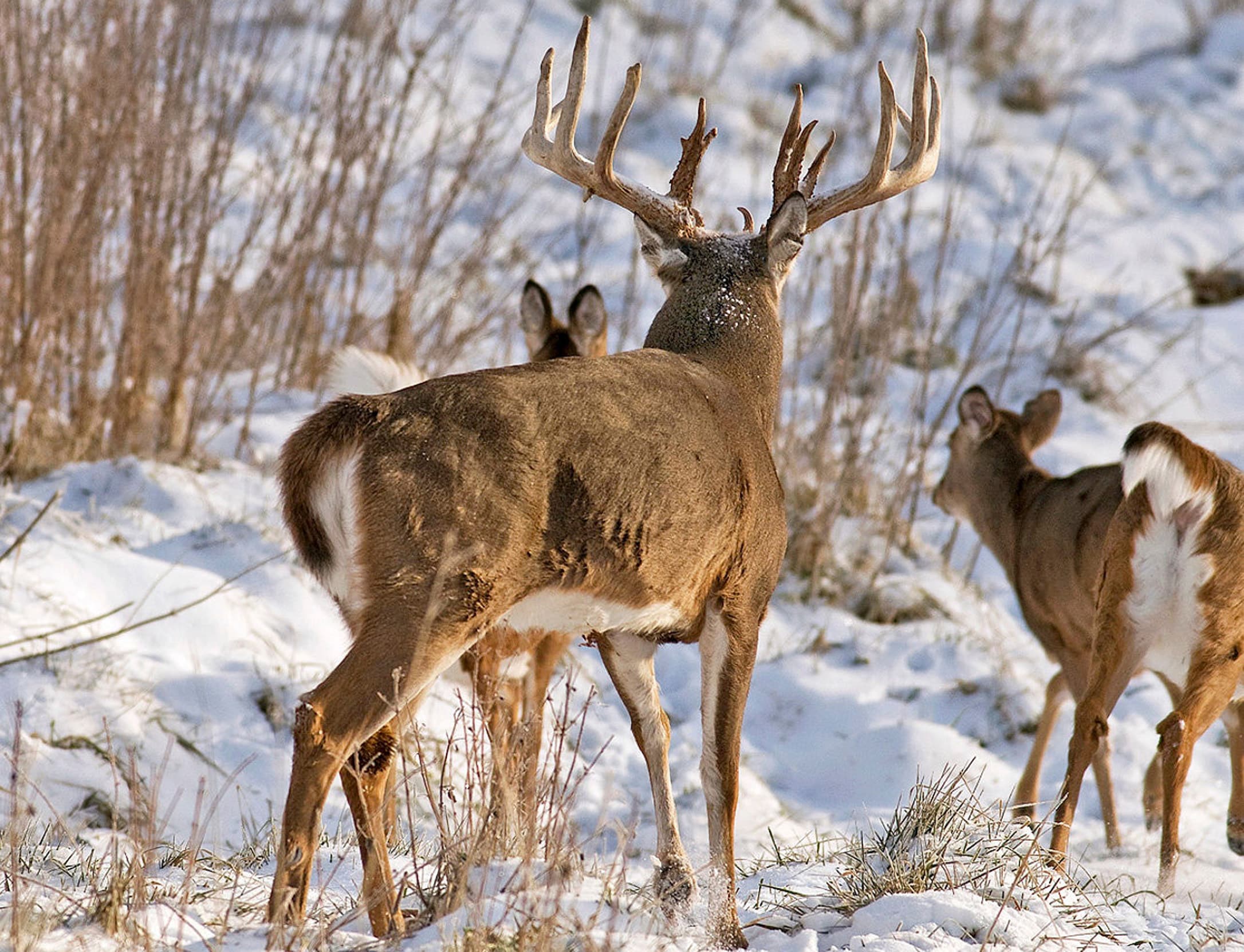 Late Hunting ADD1