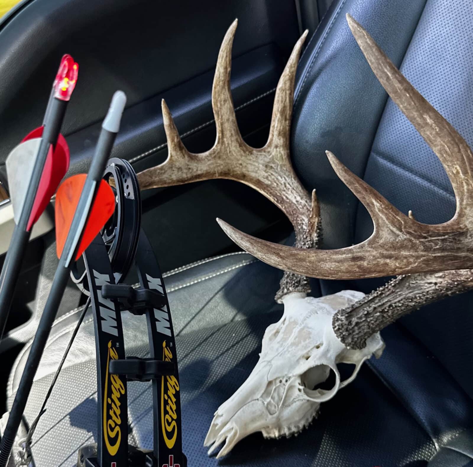 Well-earned buck skull