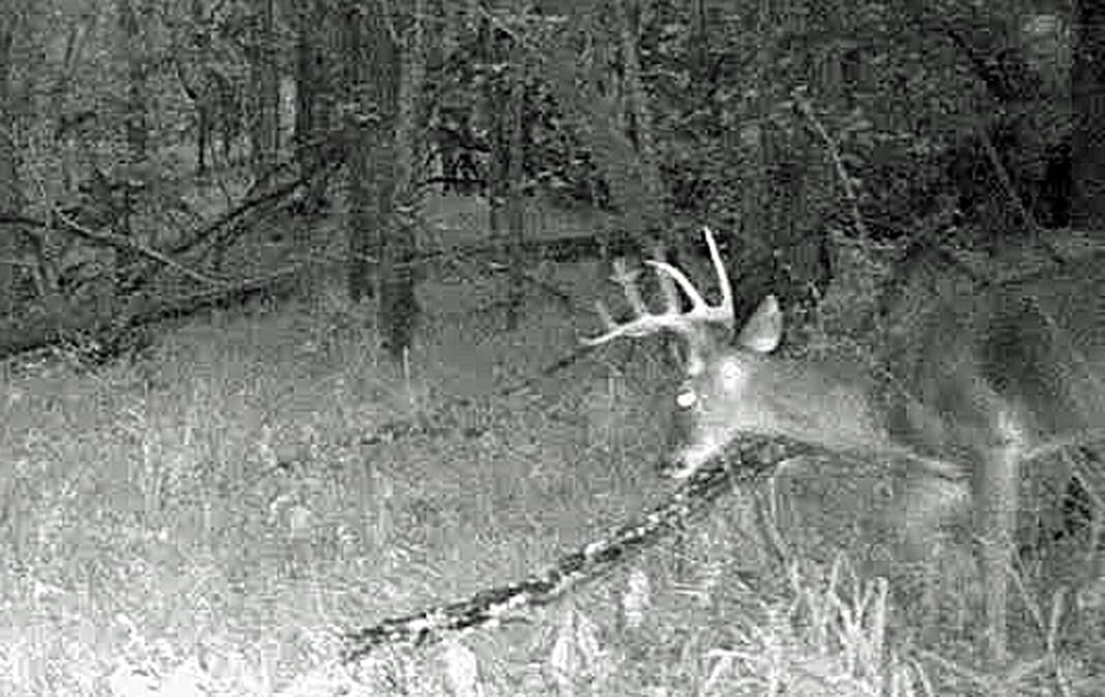 Well-Earned Buck trailcam