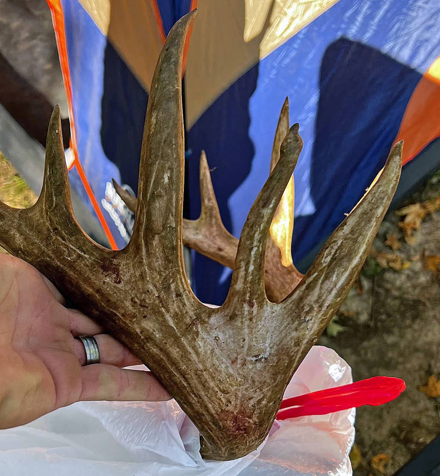 Well-earned buck antler