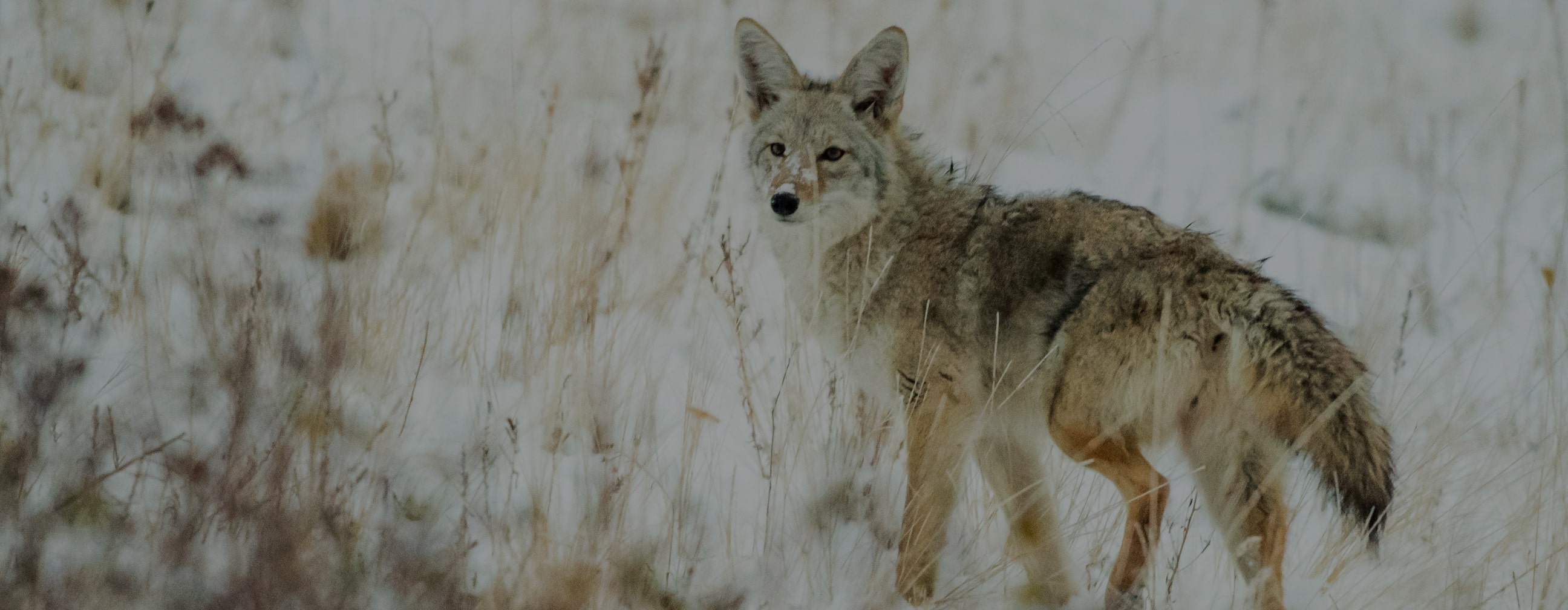 coyote in snow