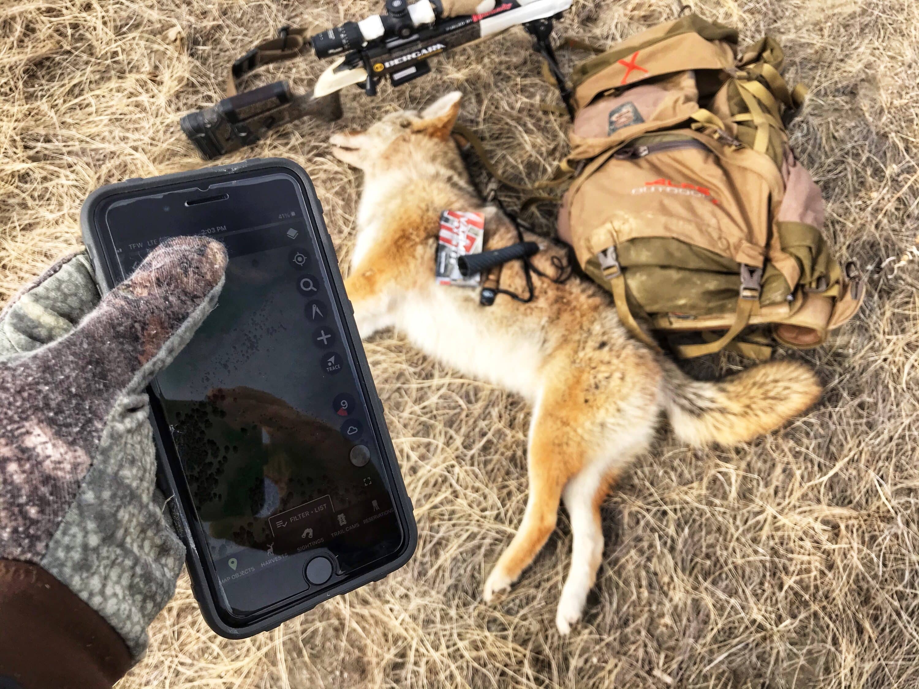 huntstand coyote hunting