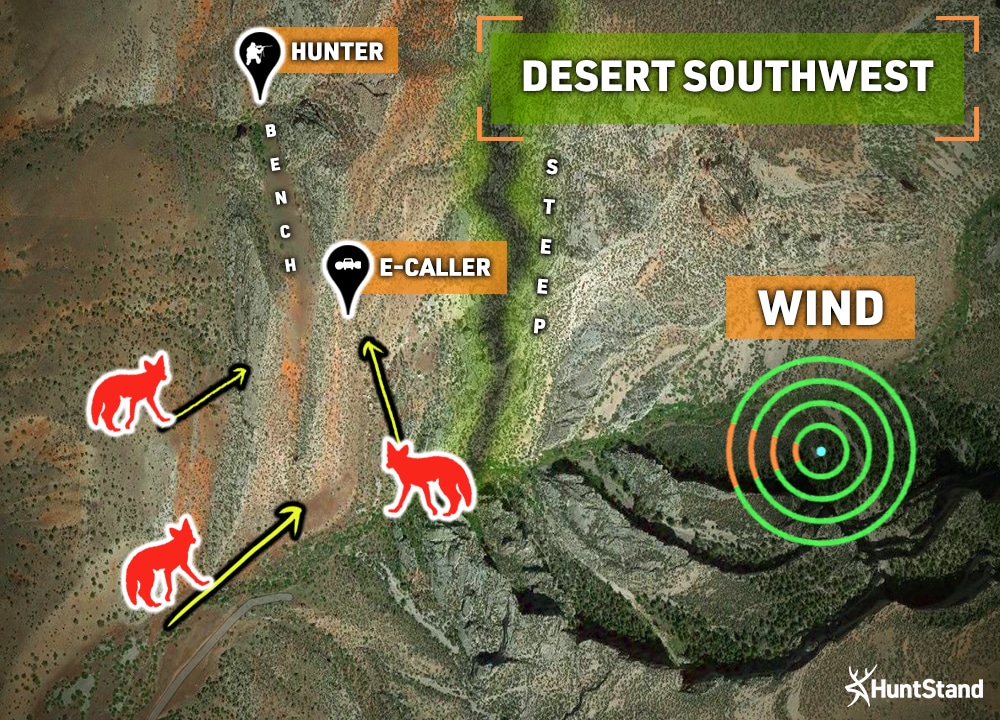 coyote hunting setups desert southwest