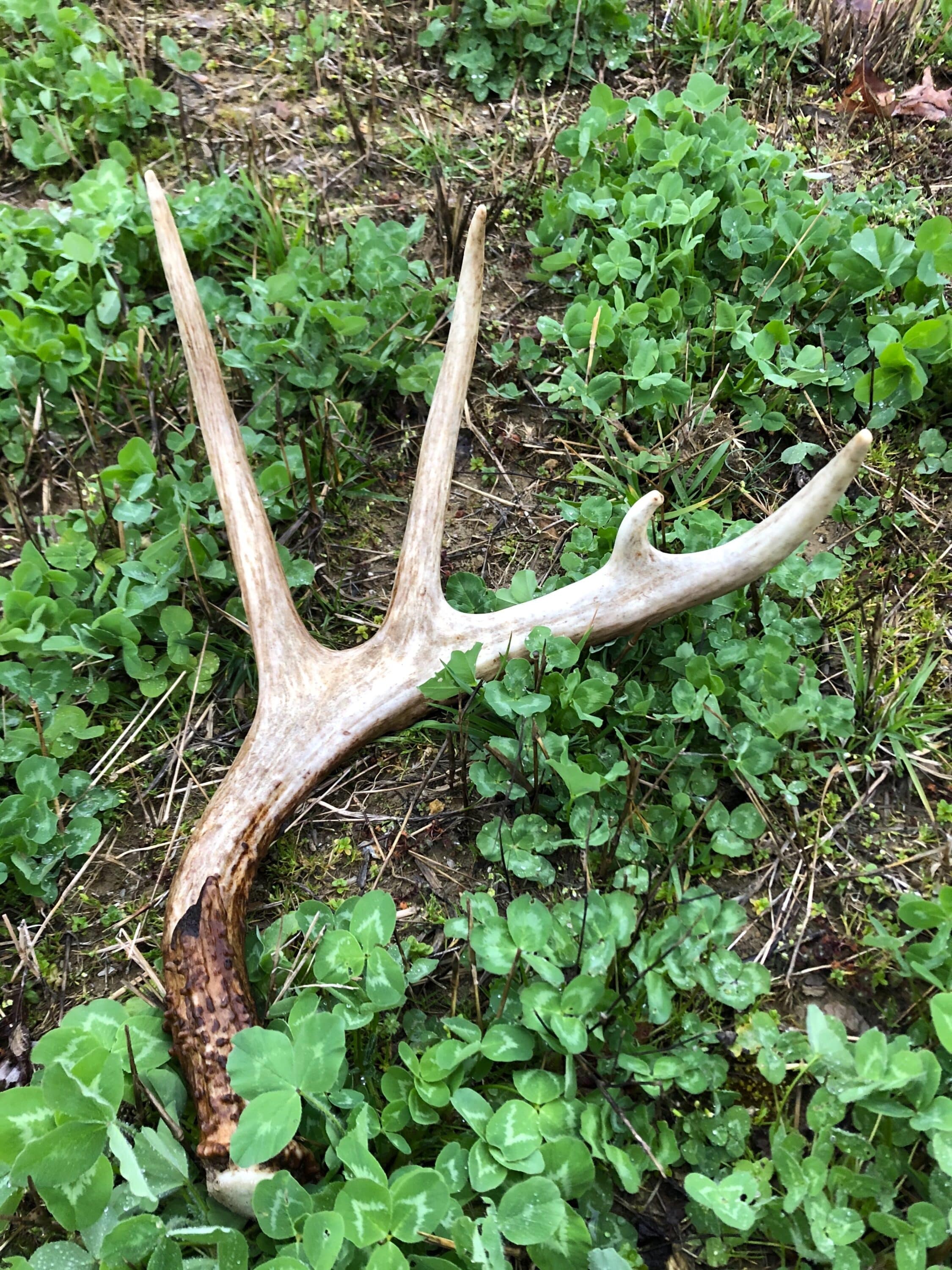 A big shed antler is worth the miles it takes to find it.