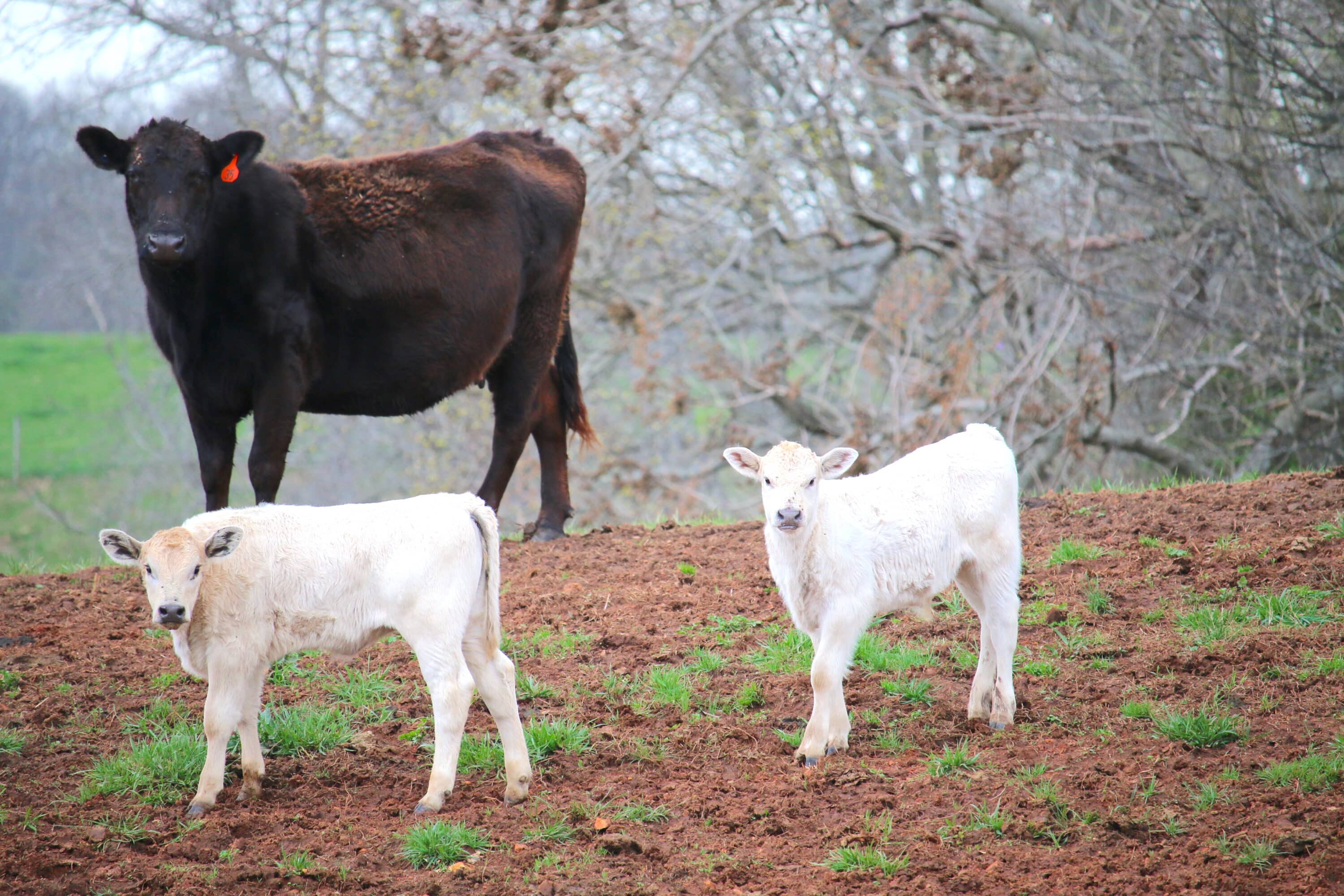 Cattle pastures are the places to be in late February through March.