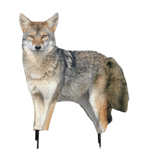 The Montana Decoy Song Dog Coyote is great for coyote hunting on cattle farms.
