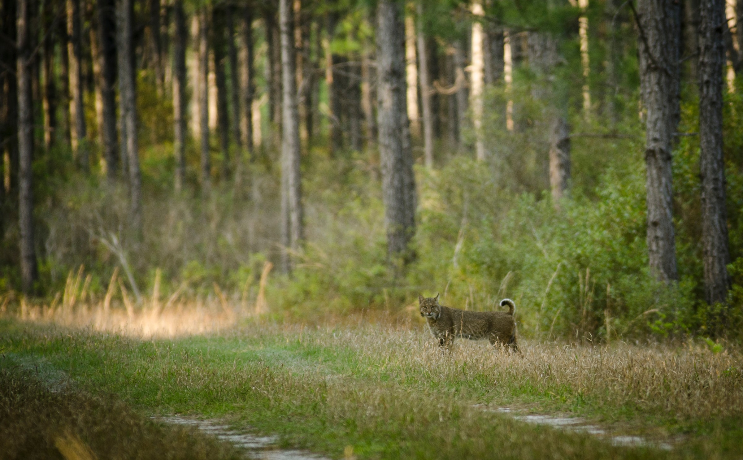 bobcat - Predator Hunting Trips